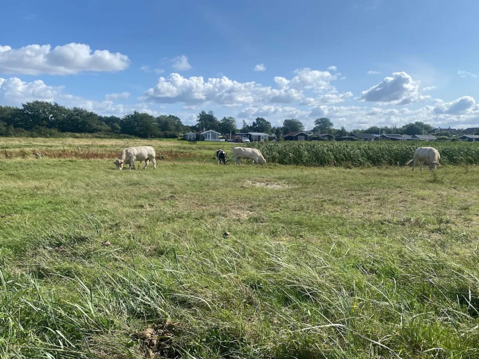 Aan zee: Ruim vakantiehuis in Nordborg voor 12 personen - foto 15