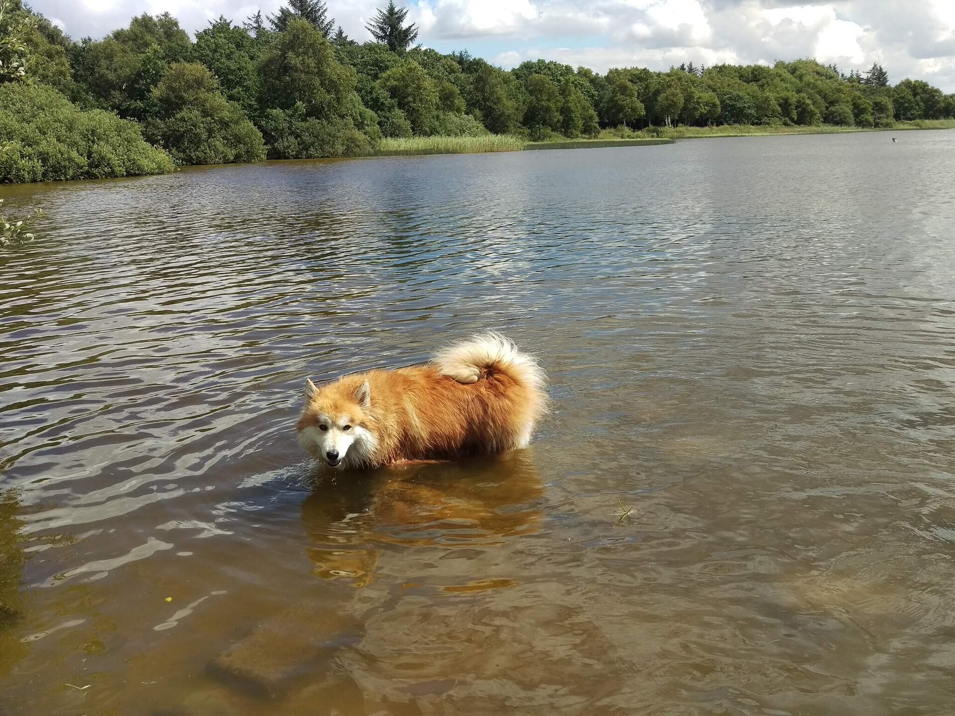 Sfeervol vakantiehuis aan de rand van het bos, op 100 meter van het Kvie Sø meer - foto 12