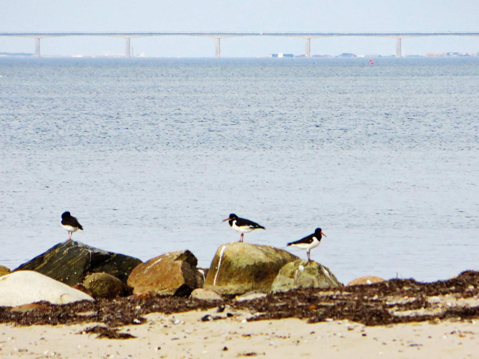 Panoramavakantiehuis aan het Limfjord met sauna, vlakbij het strand - foto 34