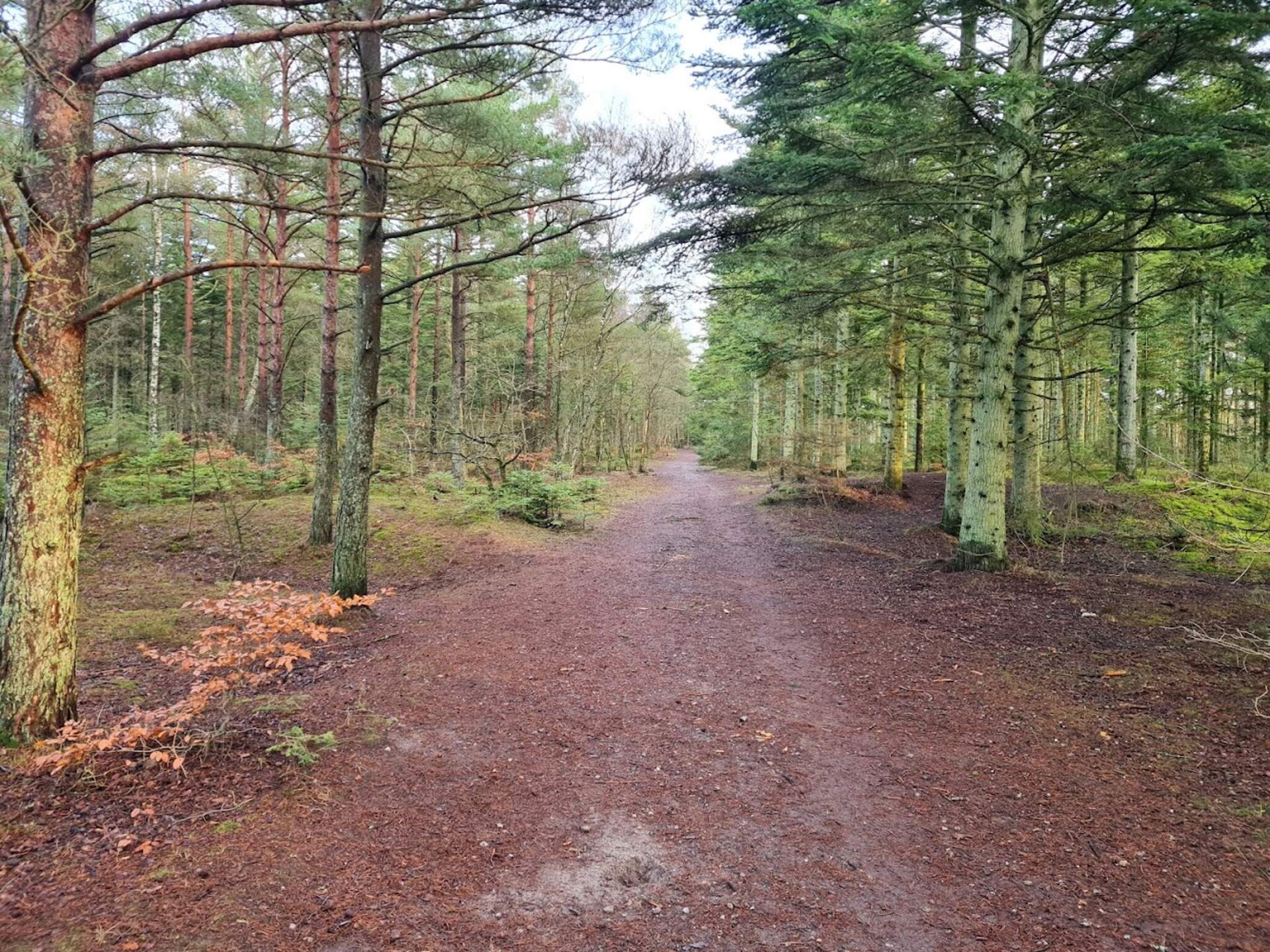 Gezellig vakantiehuis bij de duinen, 90 meter van zee met whirlpool en sauna - foto 3