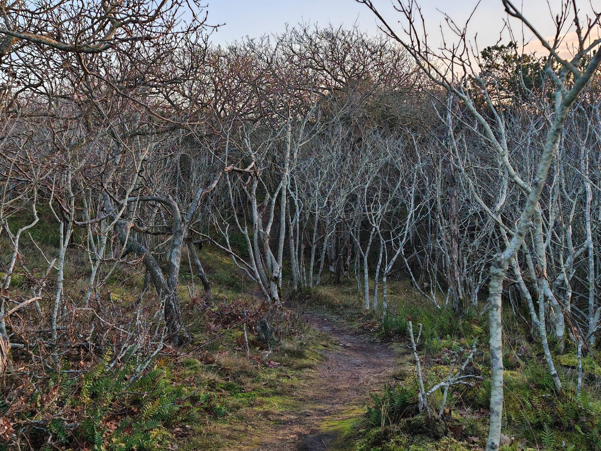 Knus vrijstaand vakantiehuis bij Skjern, 400 meter van Ringkøbing Fjord - foto 14