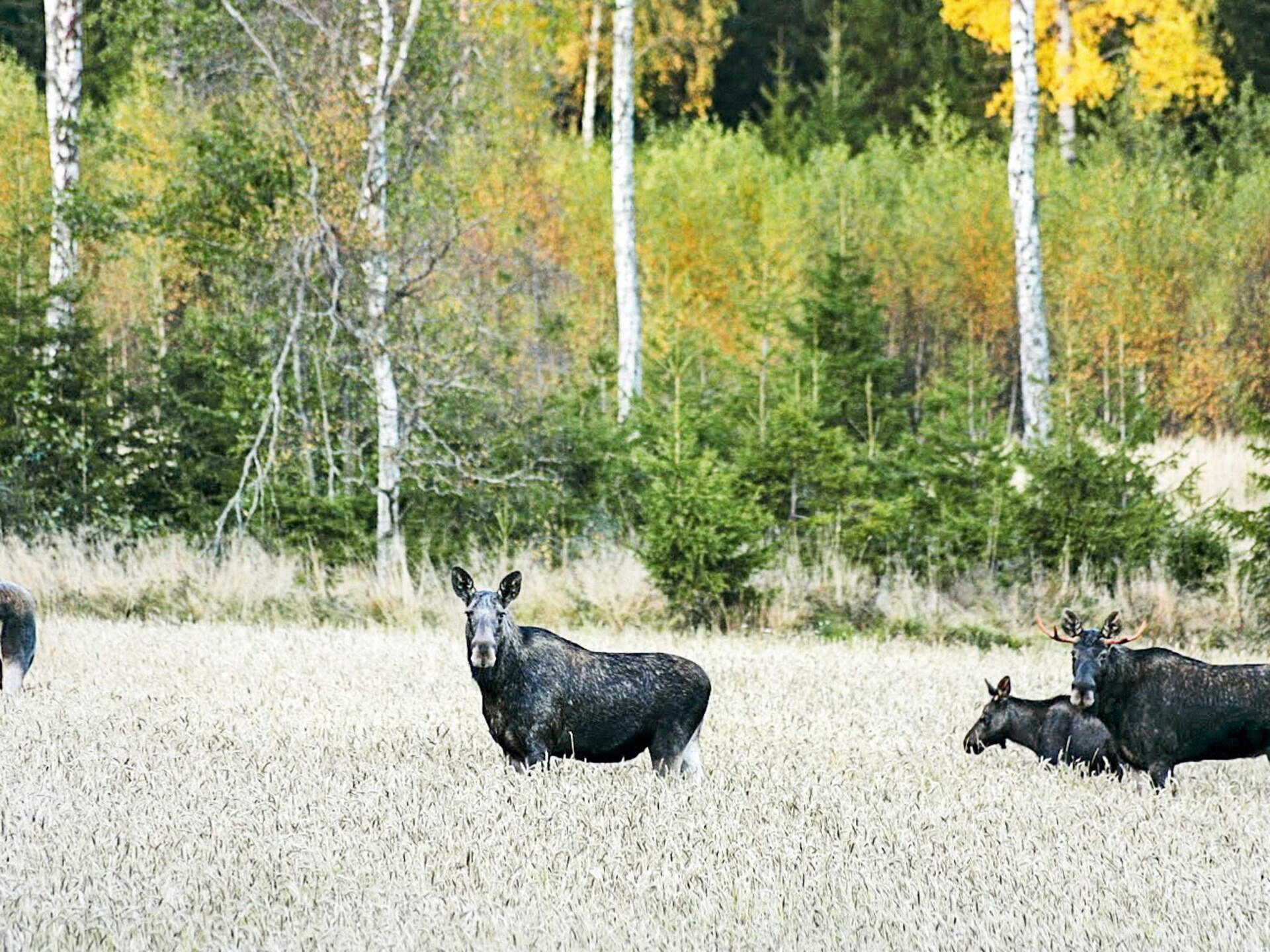 Sfeervol gerenoveerd vakantiehuis nabij meer in Håcksvik, Småland - foto 7