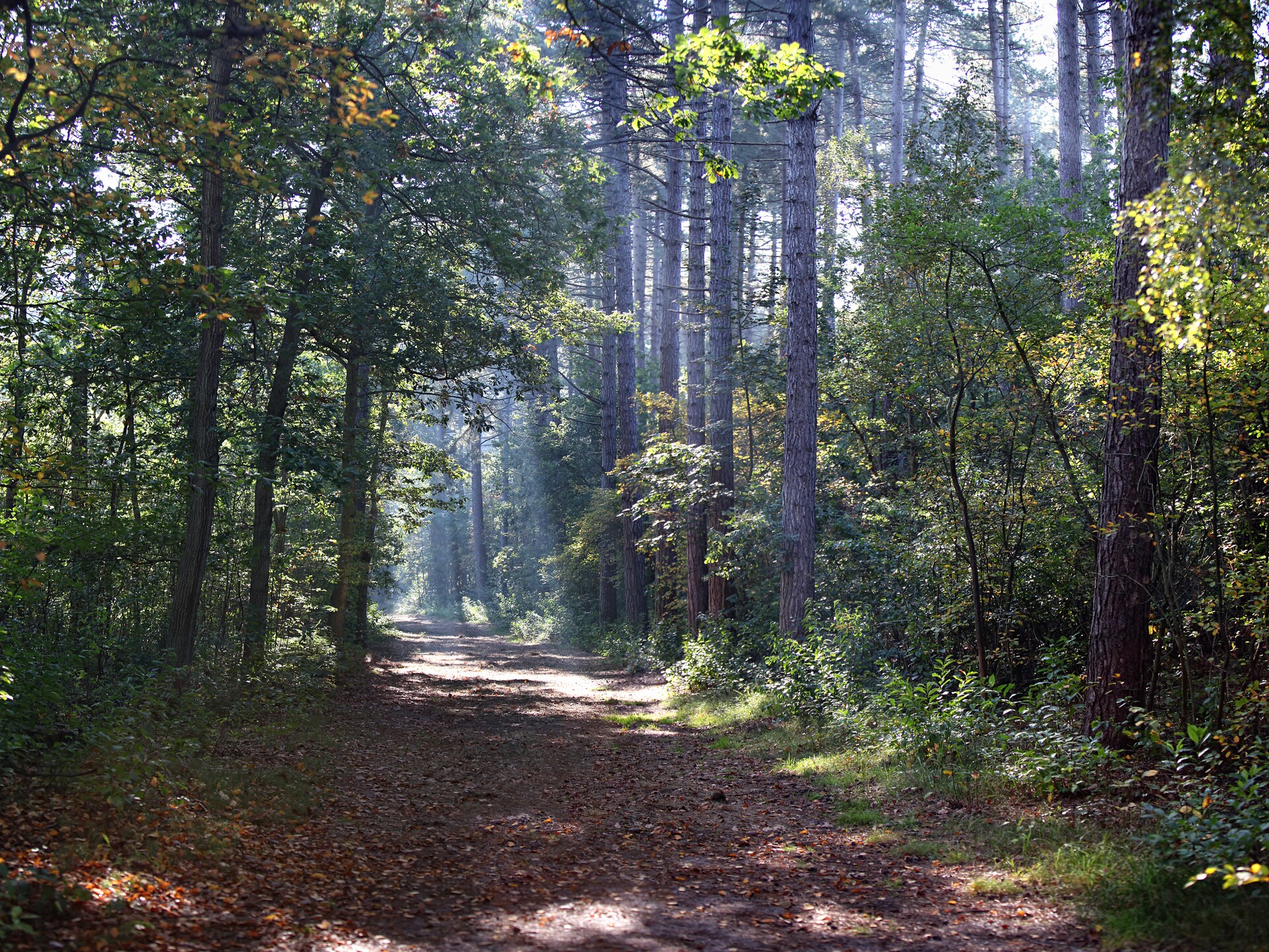 Luxe villa in het bos van De Dennen, 1,5 km van zee - foto 17