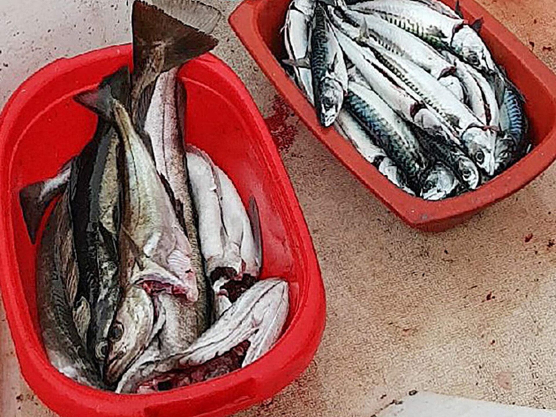 Licht vakantiehuis in Rorbu-stijl direct aan het water bij Brattvåg - foto 36