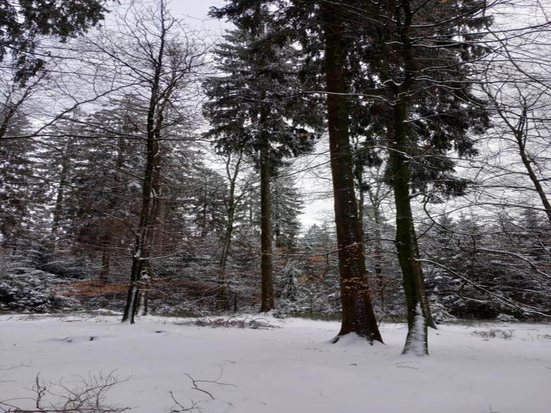 Gezellig chalet Les Bouleaux voor 5 personen in Vielsalm - foto 40