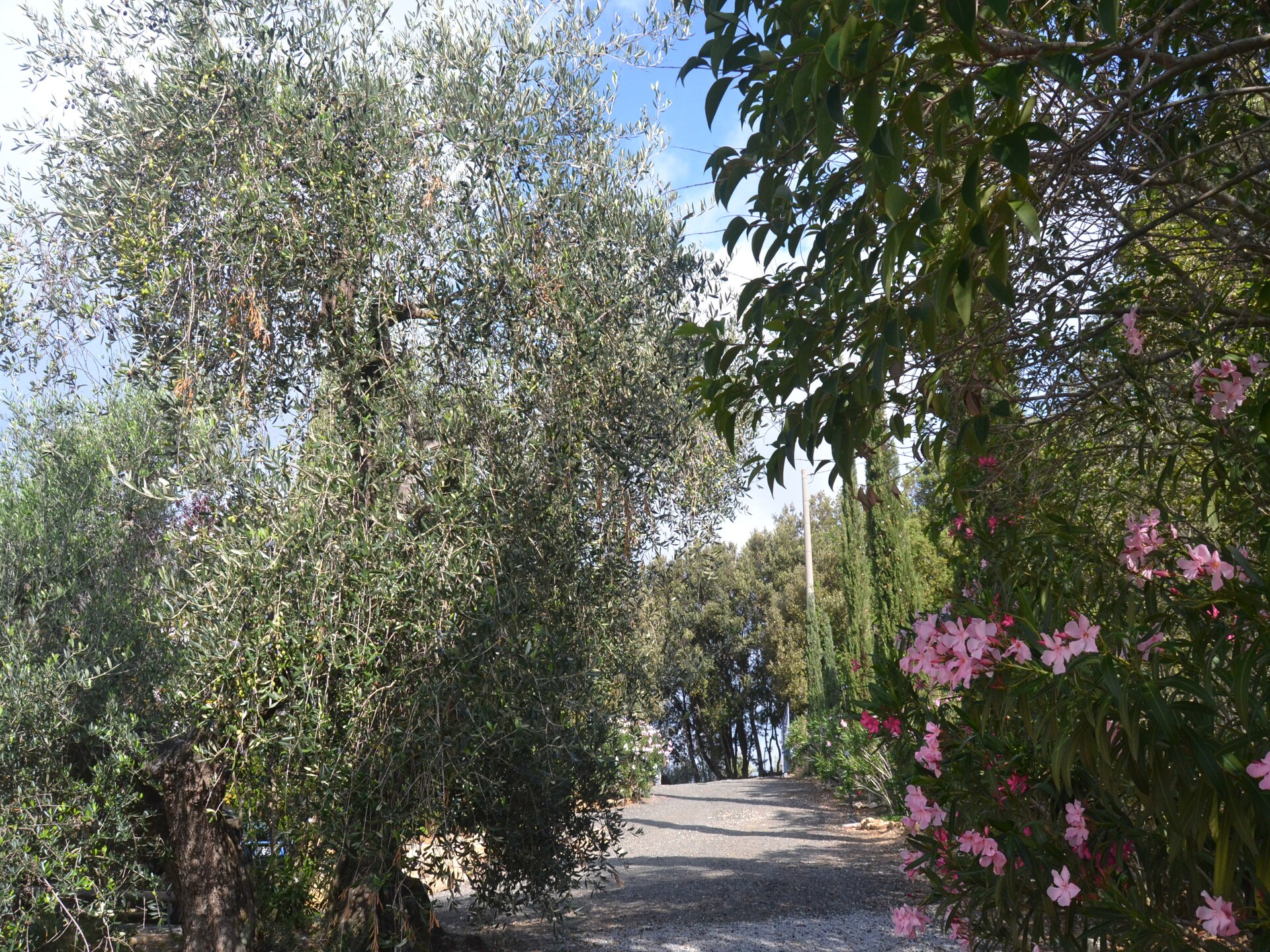 Vakantiehuis Lidia in Castagneto Carducci voor 4 personen - foto 26