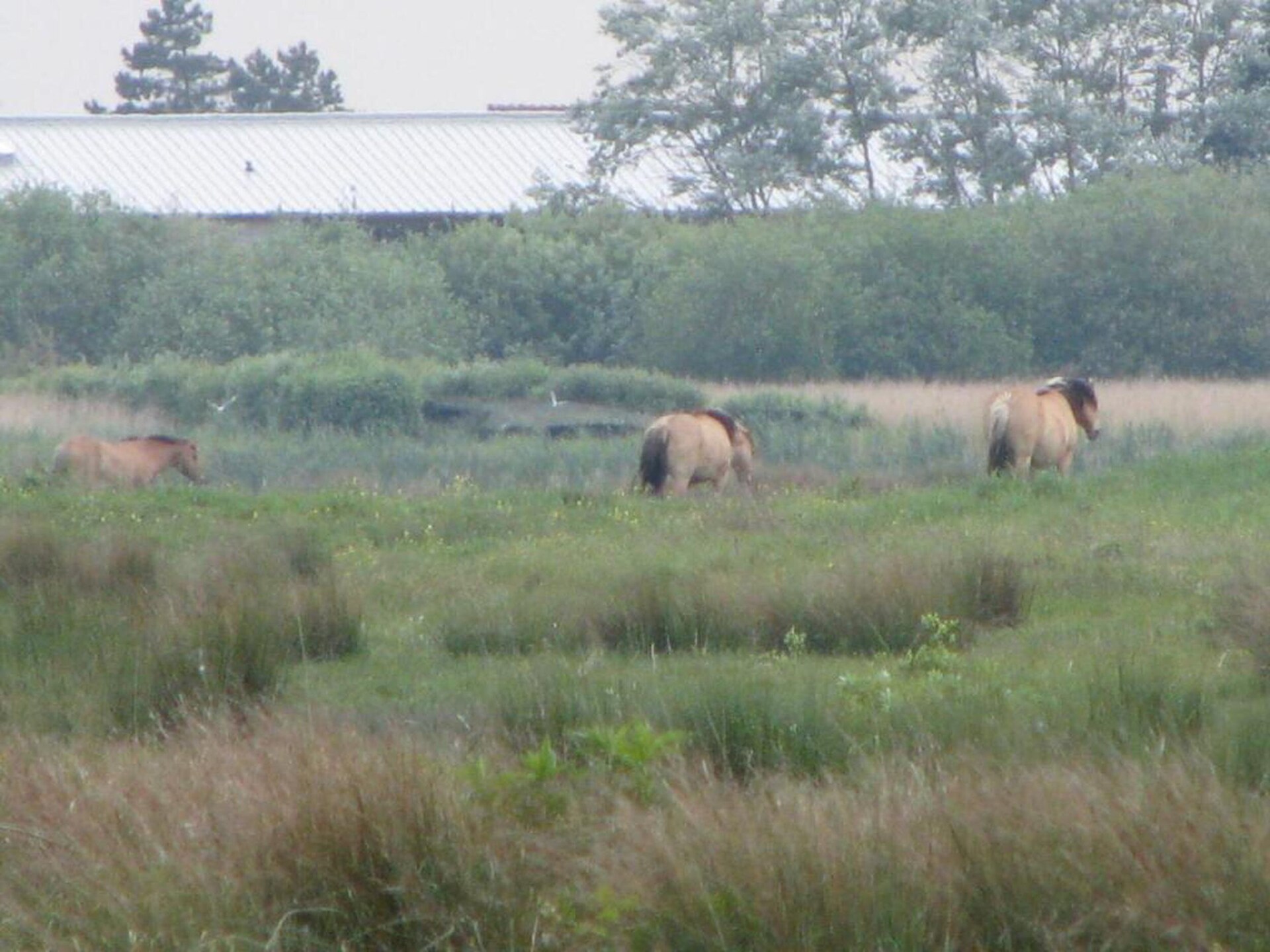 Knusse vakantiewoning op autovrij park bij de Sommebaai in Le Crotoy - foto 37