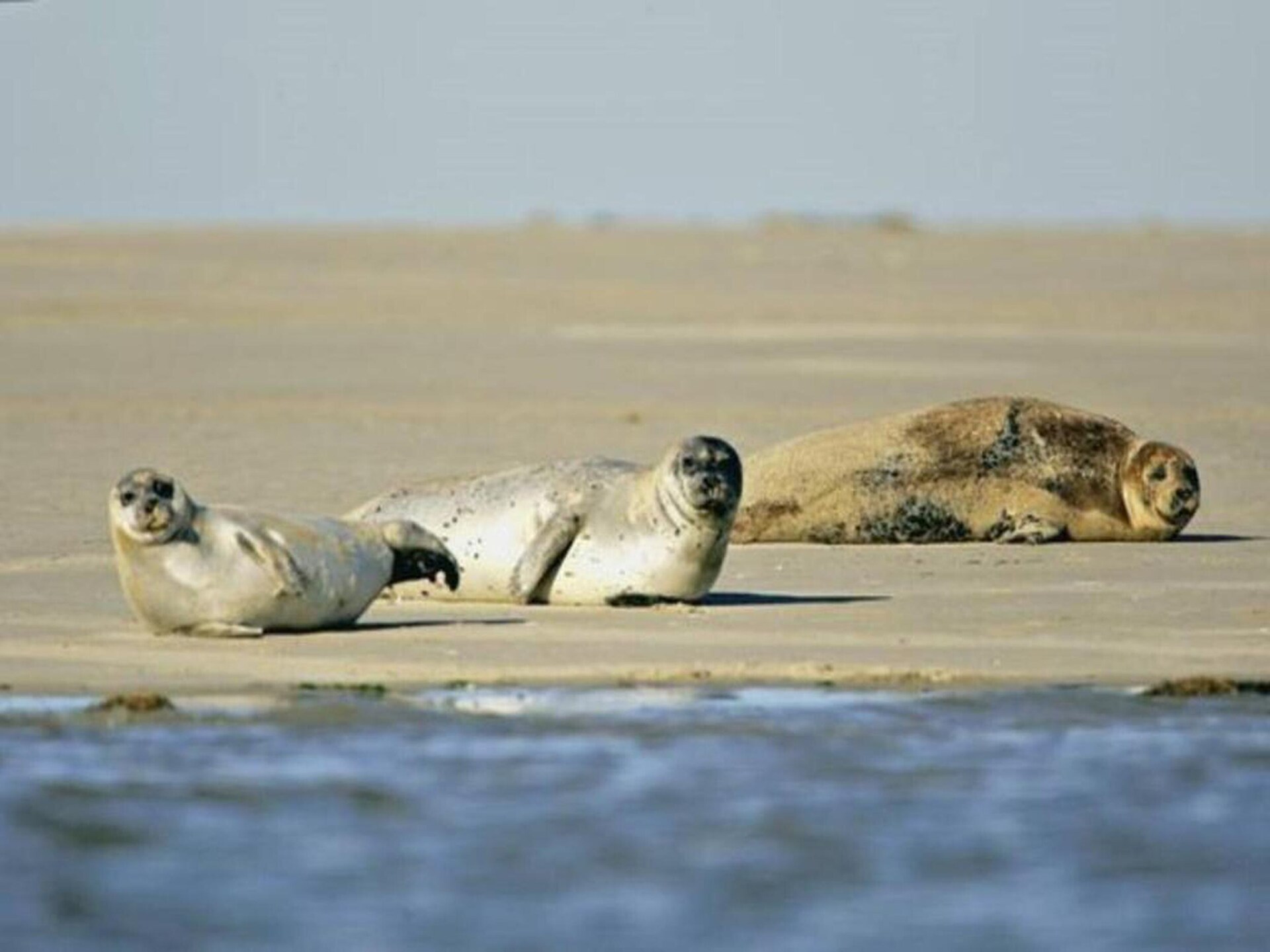 Vakantiehuis voor 6 personen in hartje Le Crotoy aan de Sommebaai - foto 16