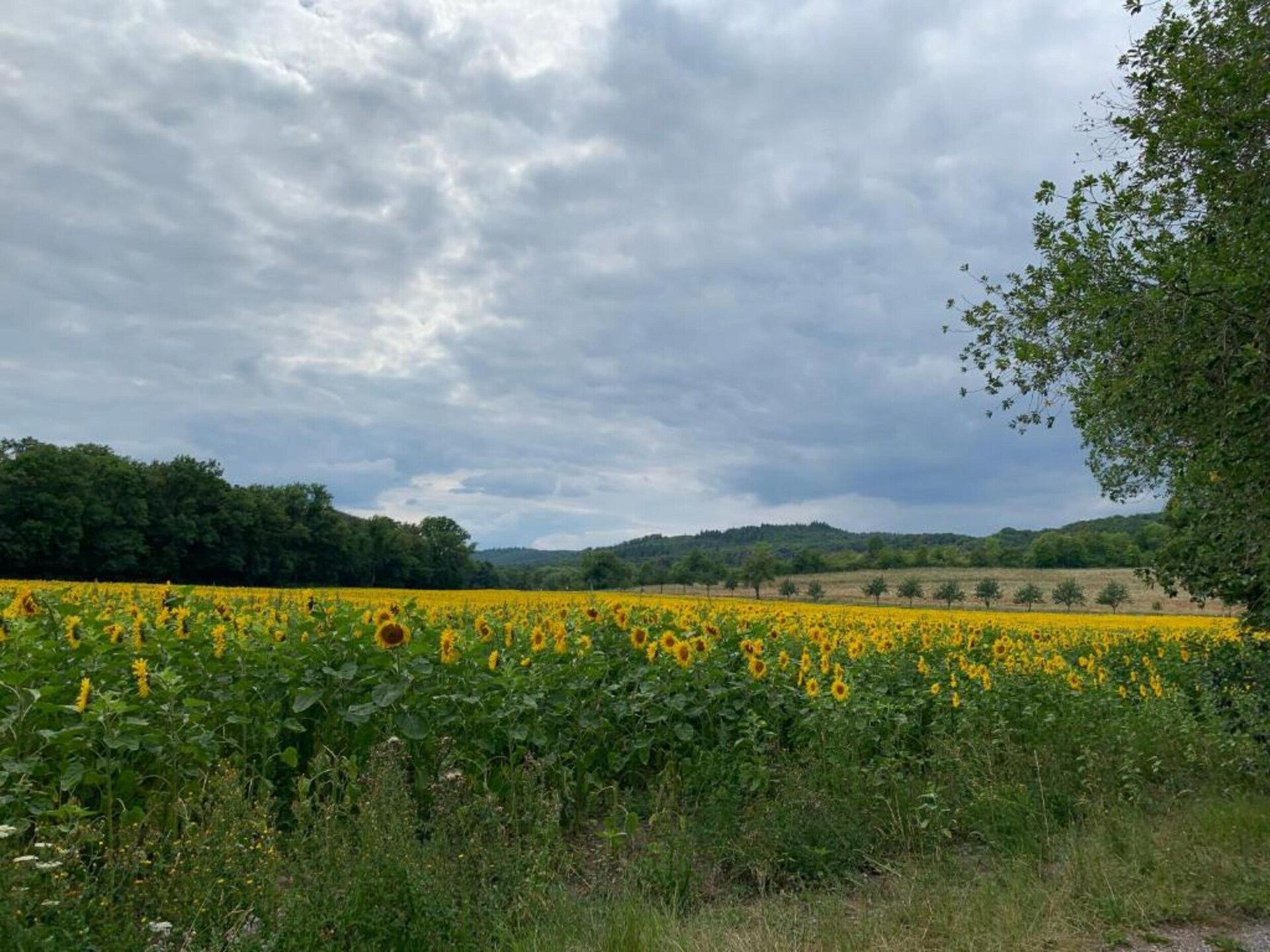 Knus bosappartement Doro in Blankenburg met privéterras - foto 21