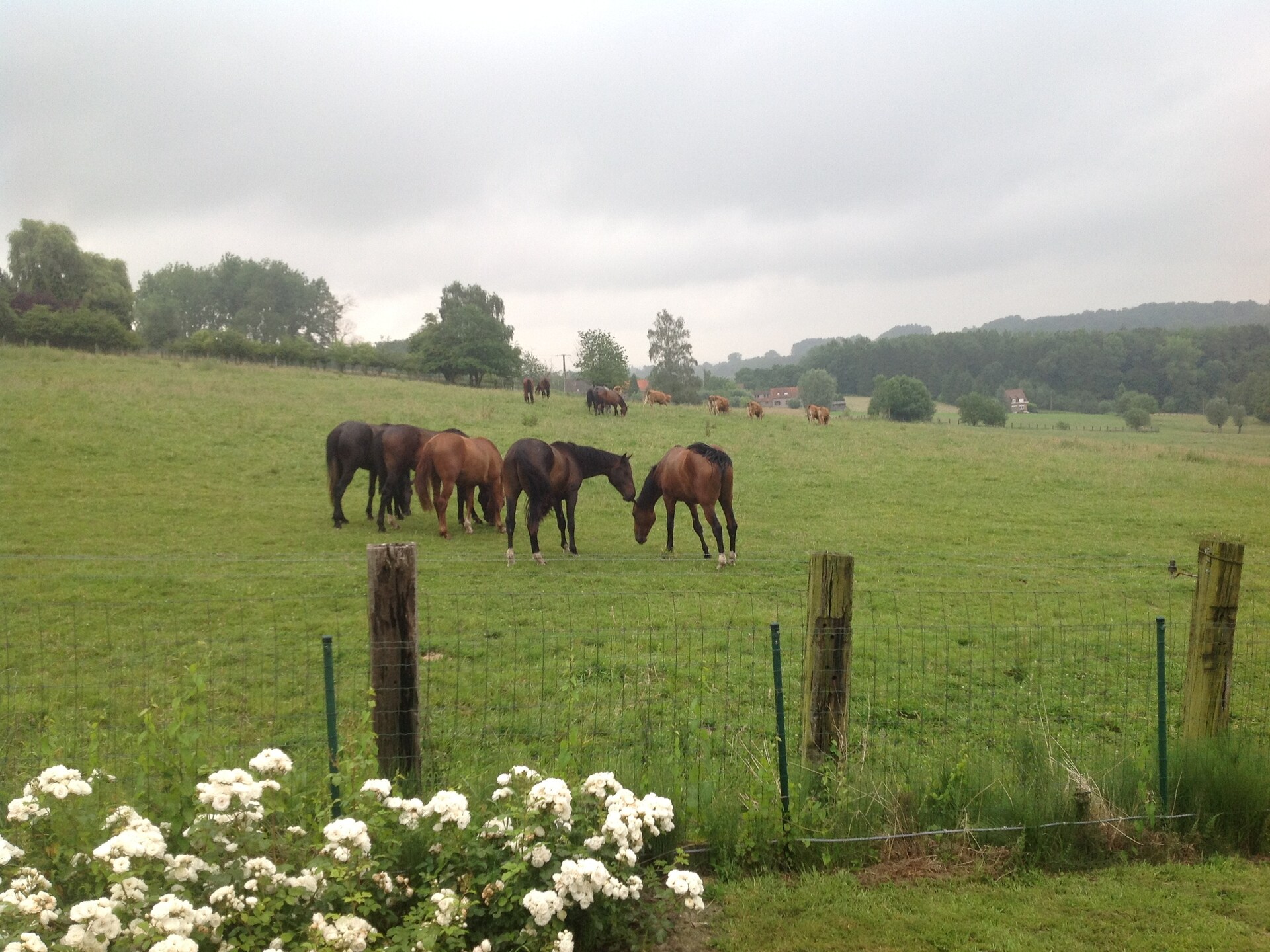 Gerenoveerde boerderijvilla met privétuin en uitzicht in Ellezelles - foto 38