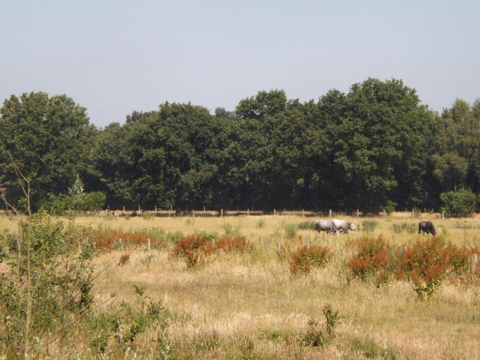 Bungalow 87 – Knus vakantiehuis in het bos van Limburg voor 5 personen - foto 33