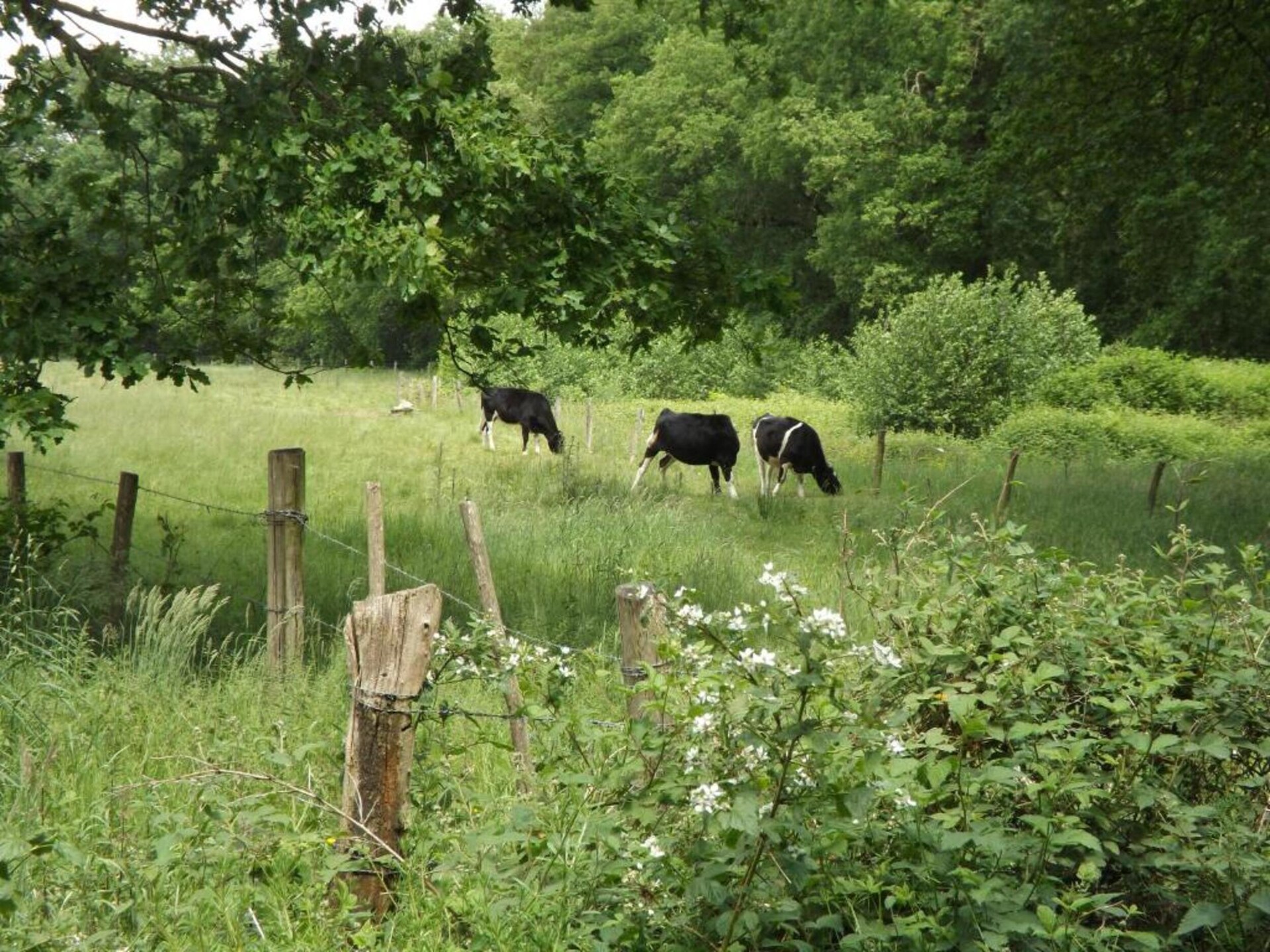 Bungalow 87 – Knus vakantiehuis in het bos van Limburg voor 5 personen - foto 37