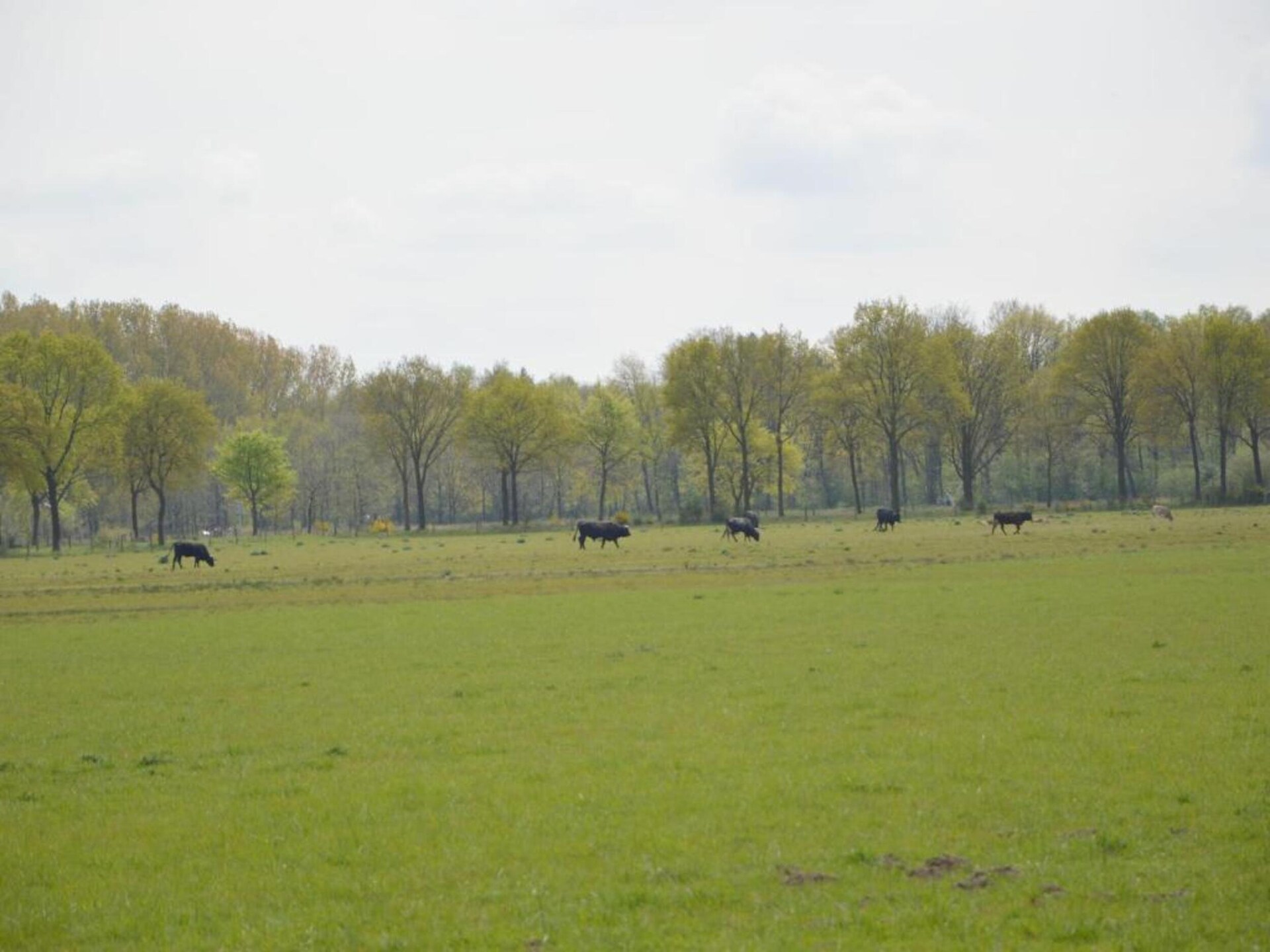 Bungalow 87 – Knus vakantiehuis in het bos van Limburg voor 5 personen - foto 28