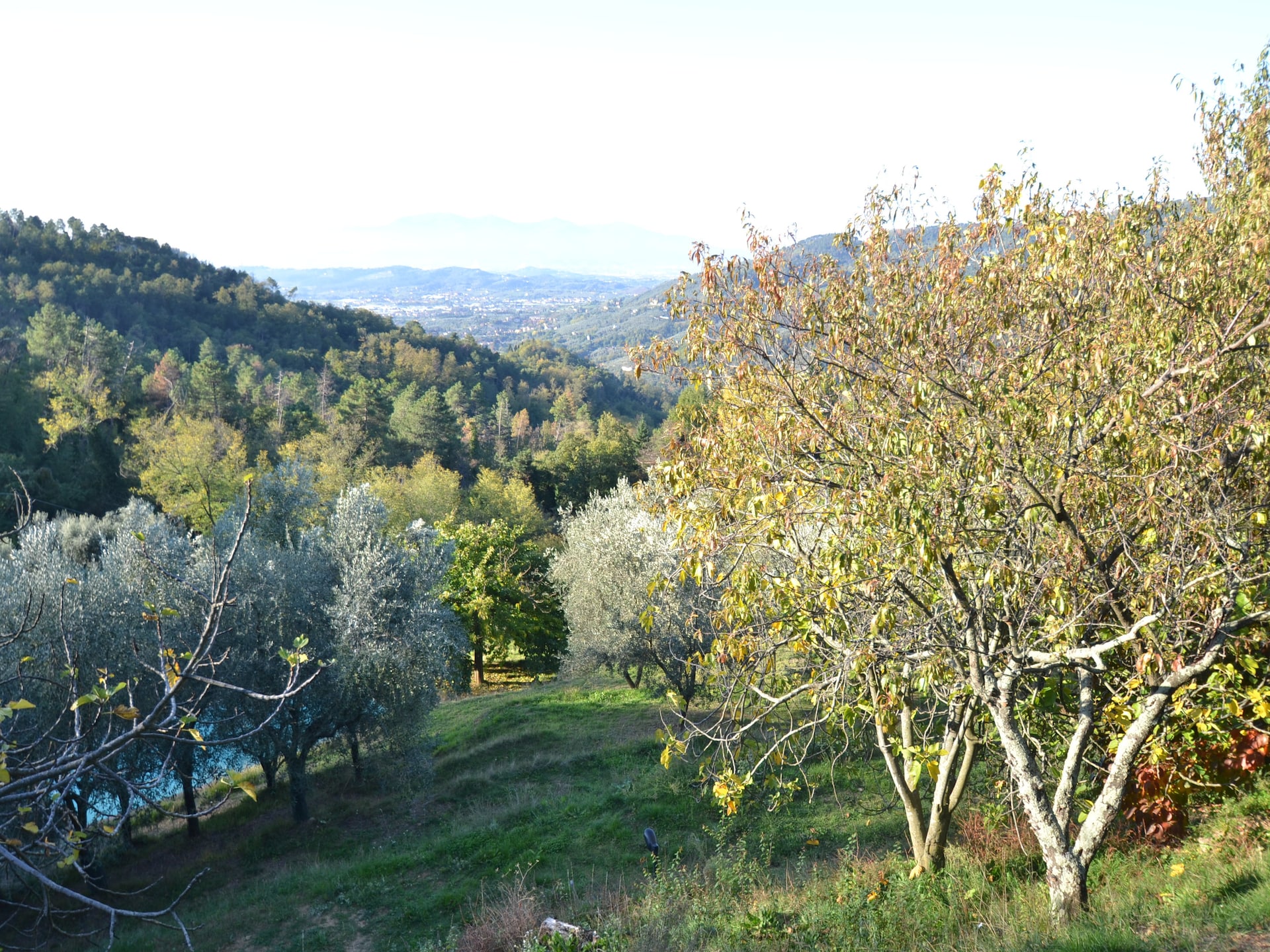 6-persoons vakantiehuis met privézwembad in Pescia - foto 31