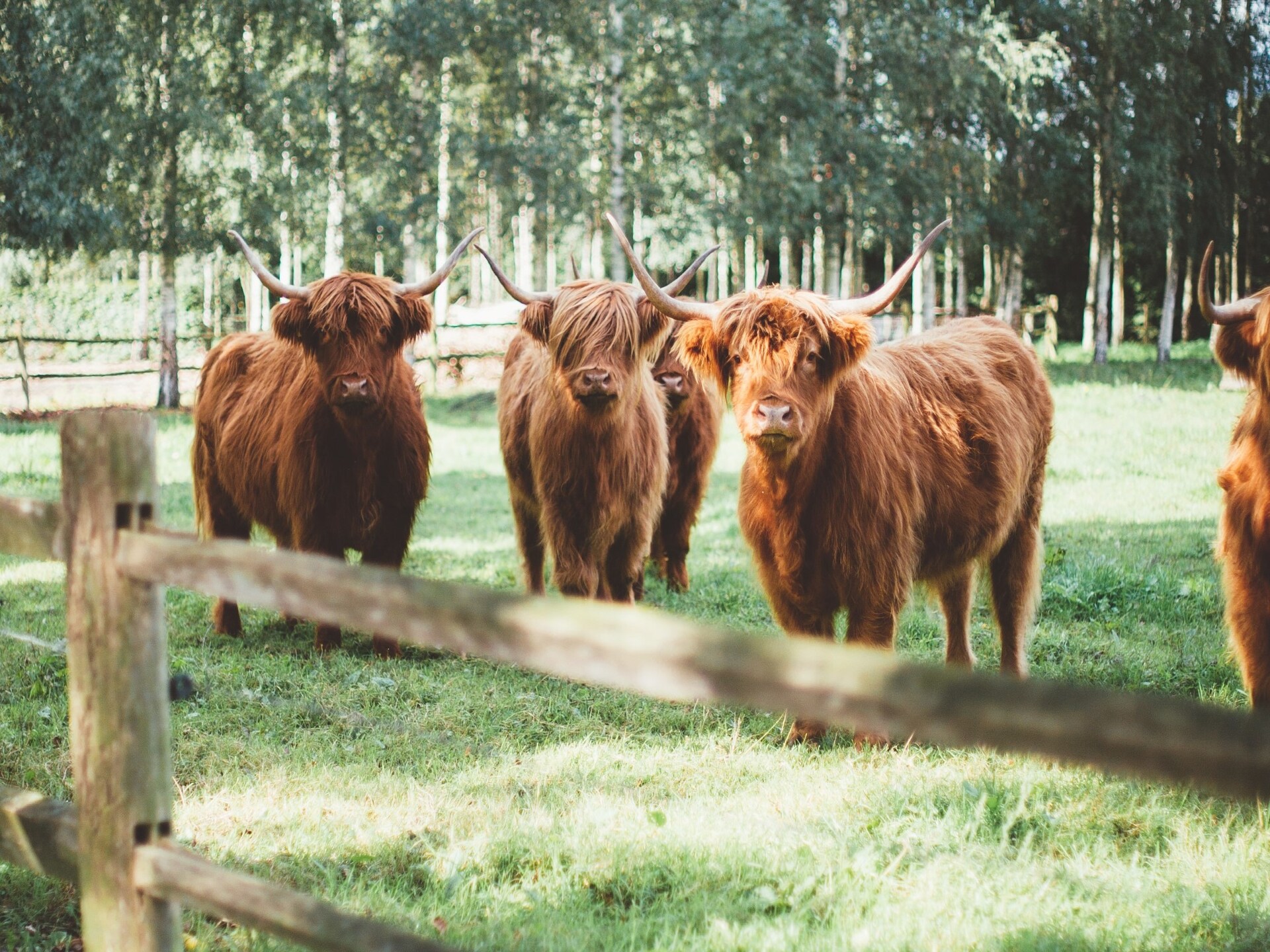 La Grande Maison Douce: Luxe boerderij met privé wellness in het Brabantse bos - foto 34