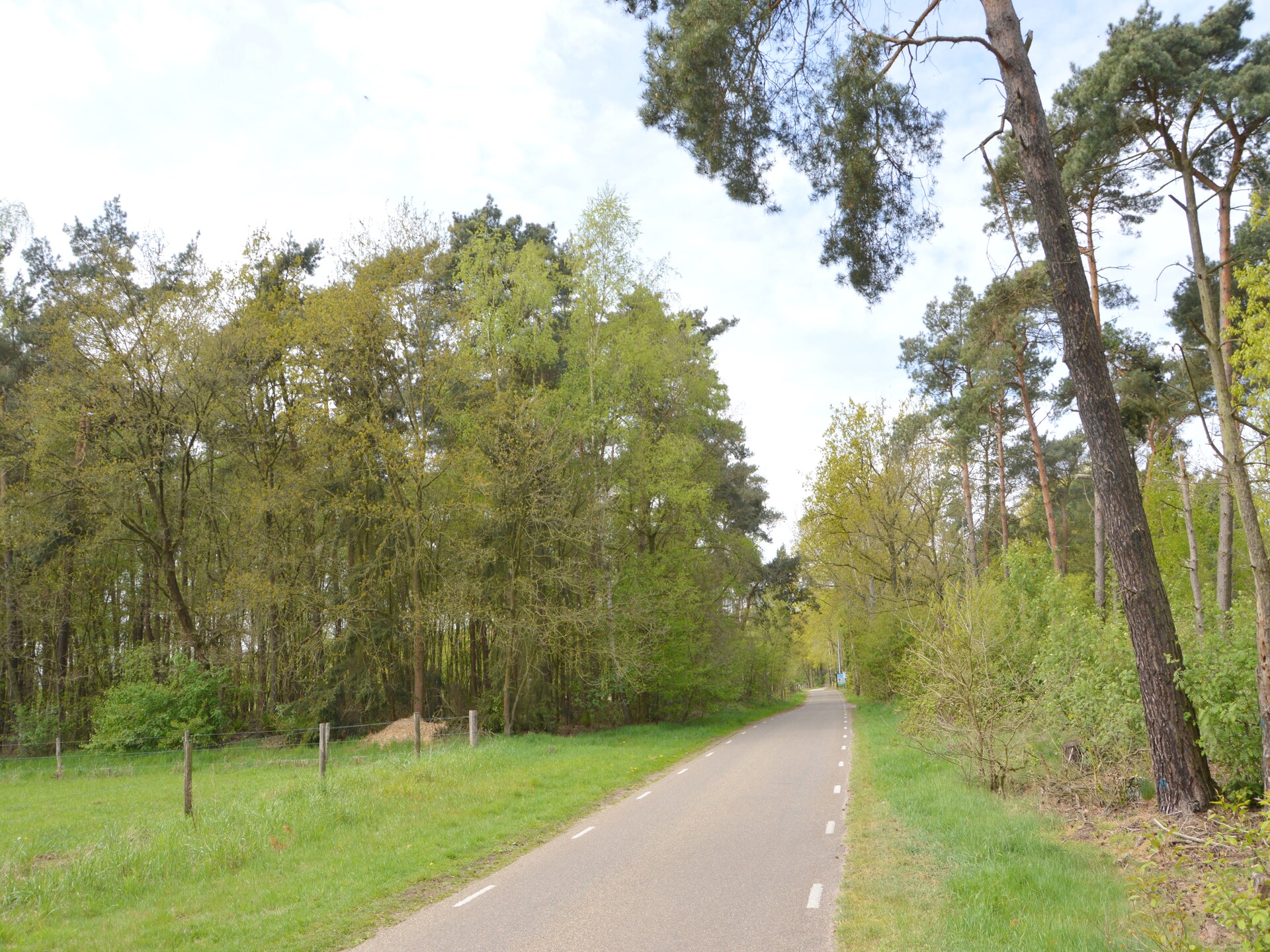 Bosbungalow met hond in hartje Limburg – rust, natuur en avontuur - foto 32