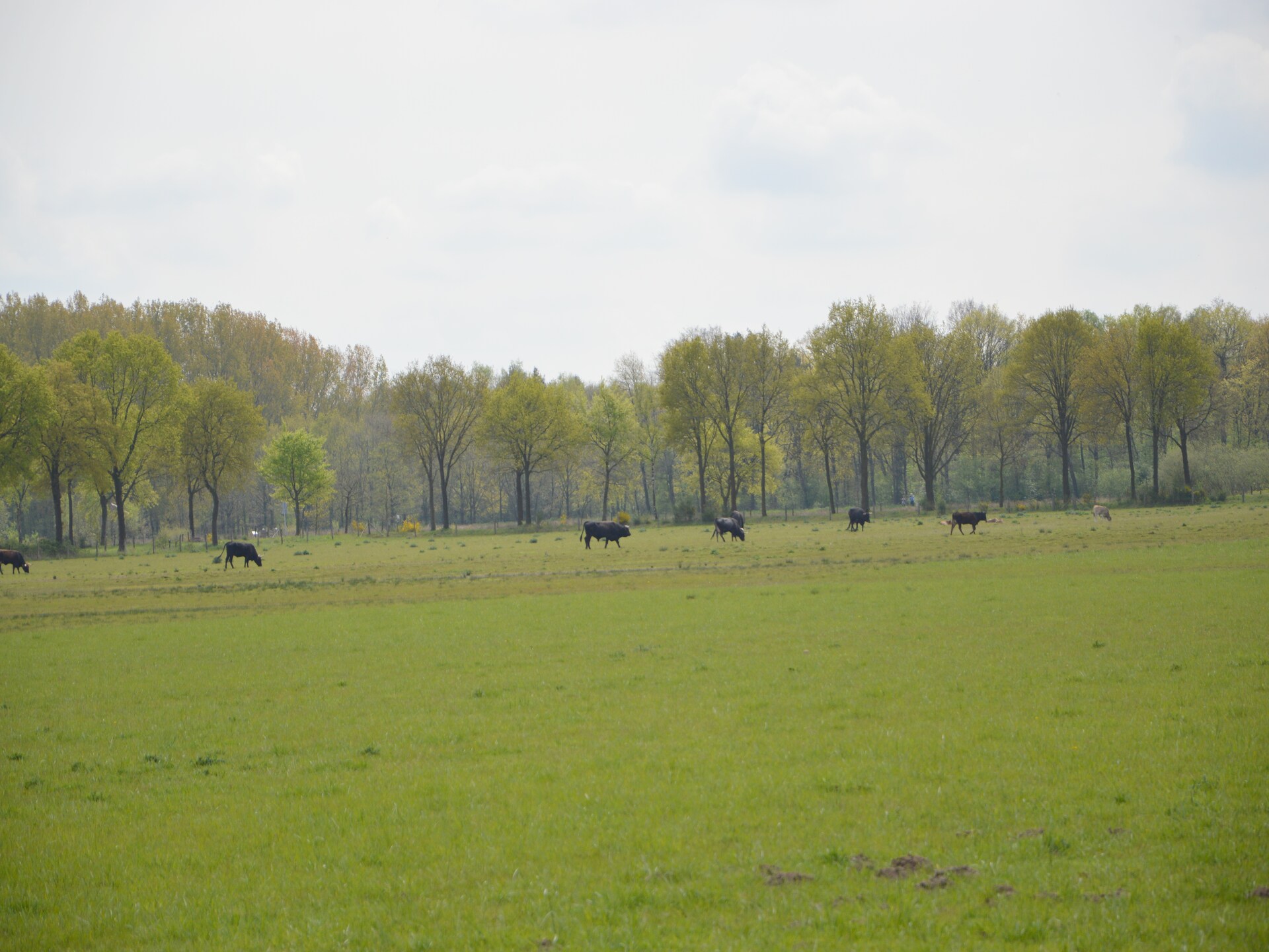 Bosbungalow met hond in hartje Limburg – rust, natuur en avontuur - foto 34