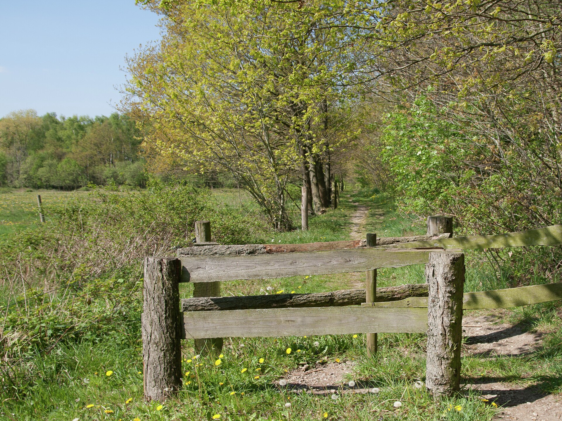 Bosbungalow met hond in hartje Limburg – rust, natuur en avontuur - foto 28