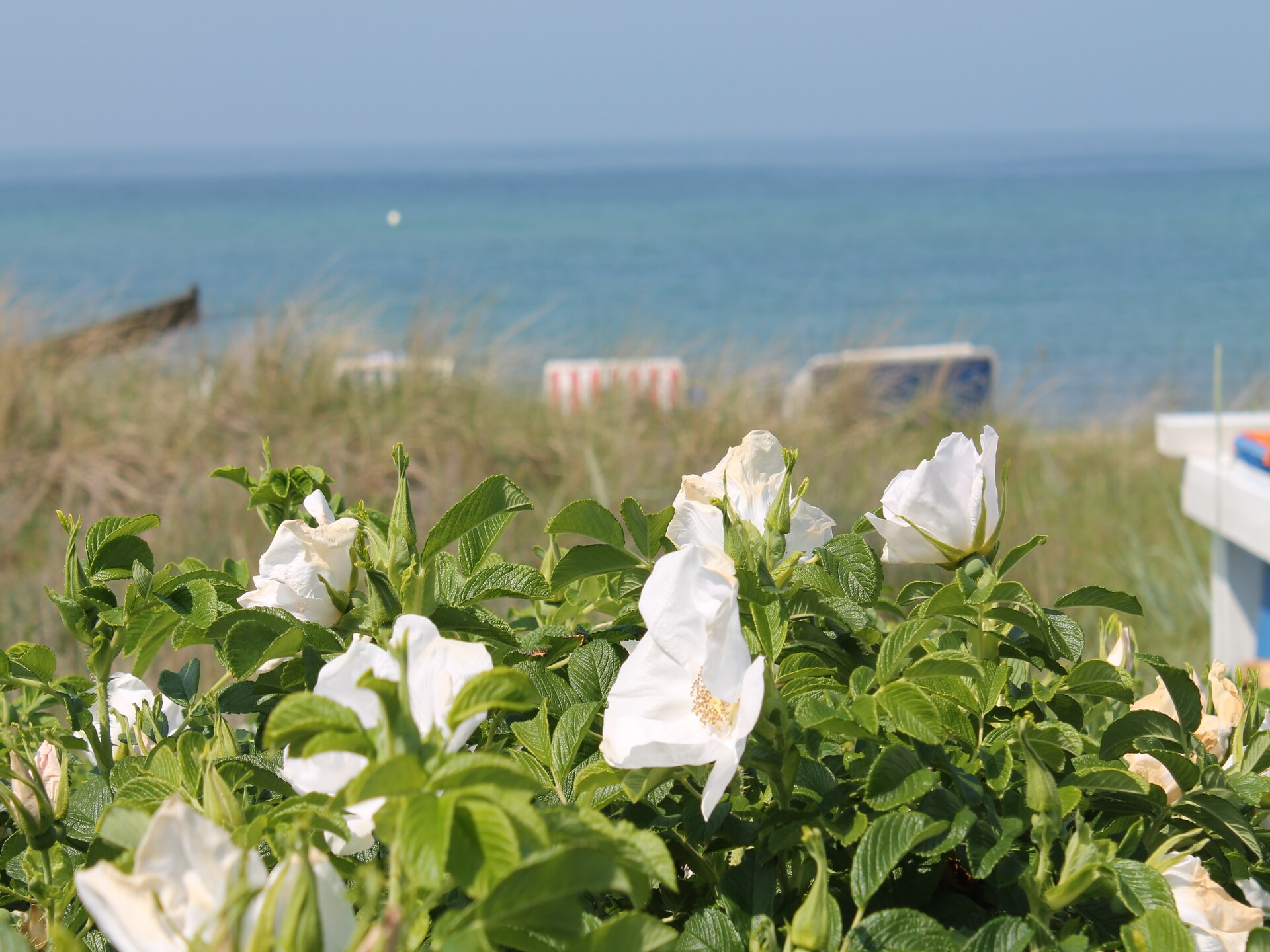 Romantisch vakantiehuis Im Grünen in Kühlungsborn, 1,5 km van het strand - foto 15