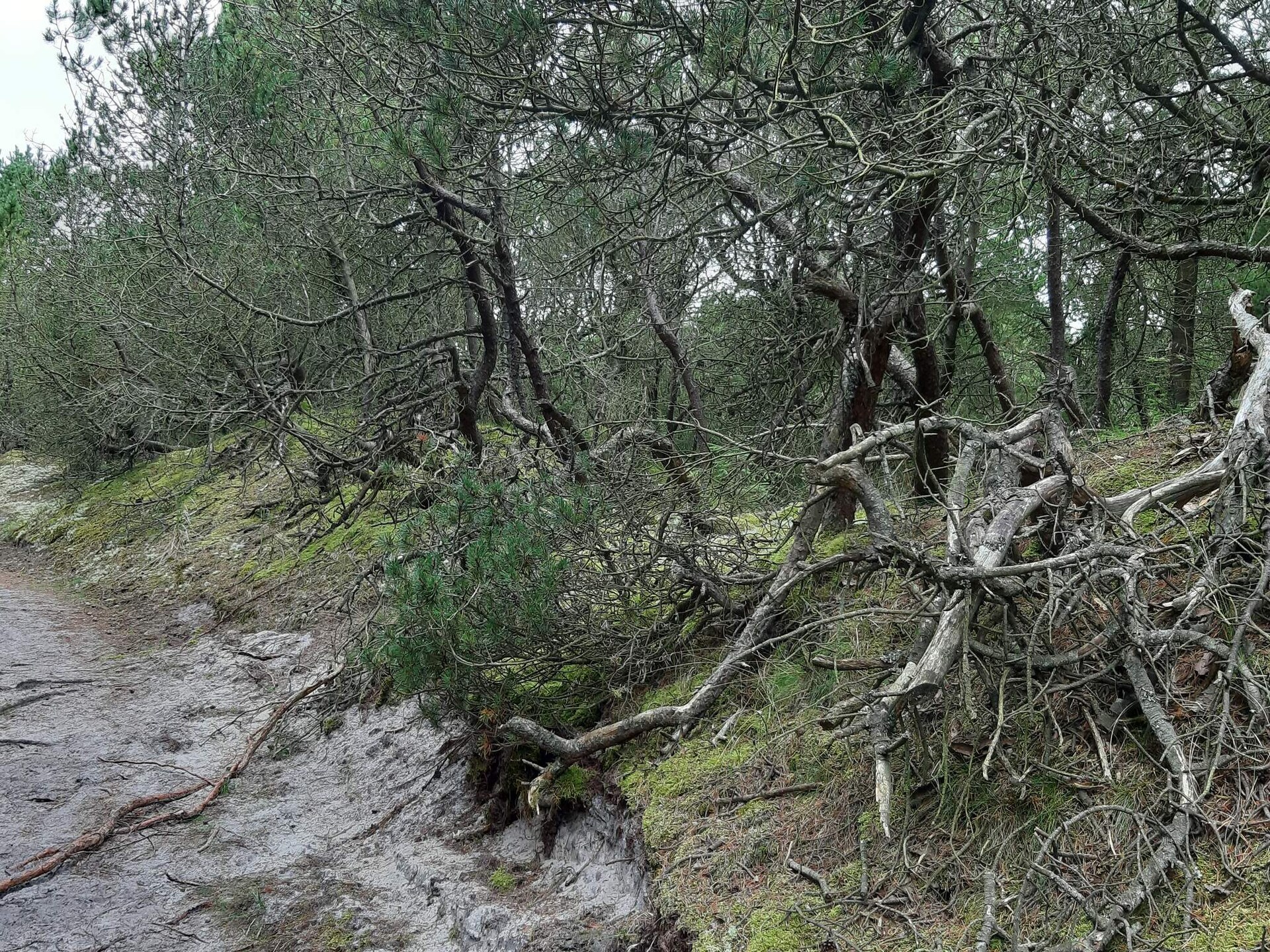 Gezellig vakantiehuis in de groene Blåbjerg Plantage, Nørre Nebel - foto 9