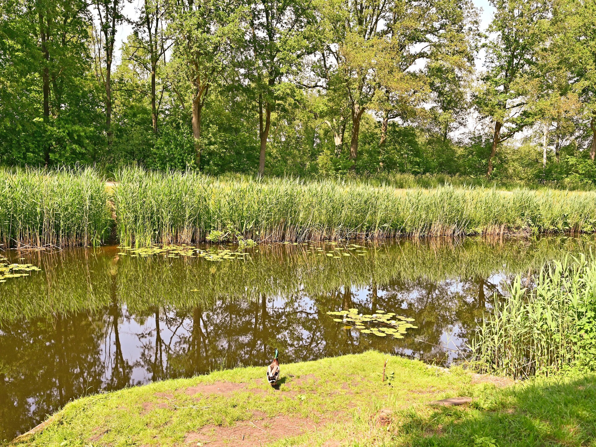 Wellness vakantiehuis Zijzicht met sauna en bubbelbad in bosrijk Reutum - foto 37