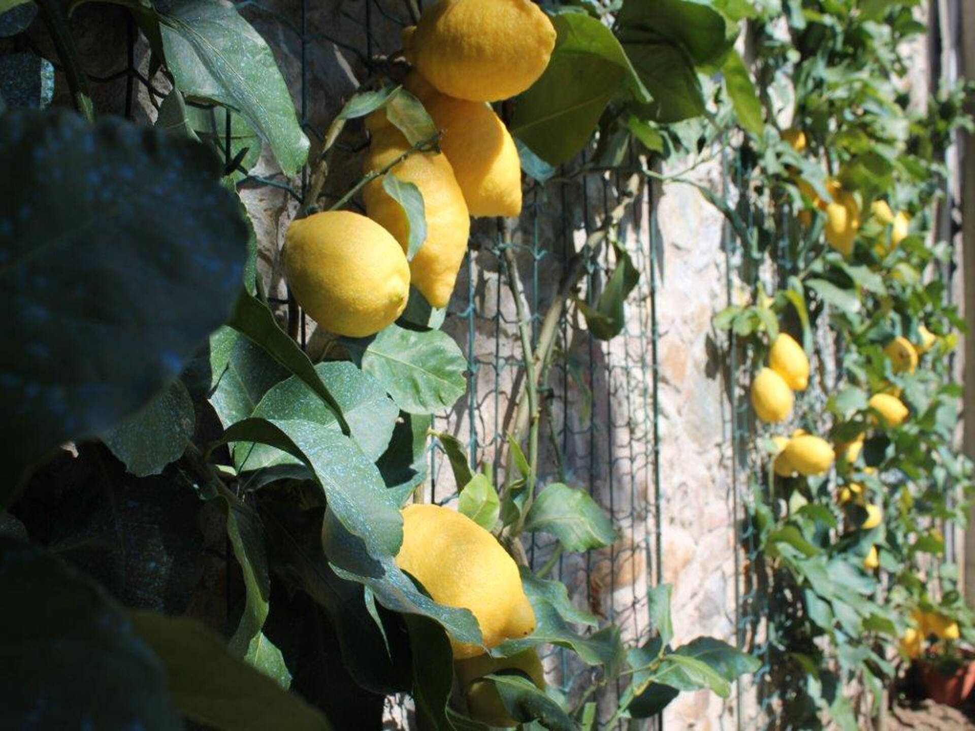 Stijlvol vakantiehuis met privézwembad en tuin nabij Lucca - foto 23