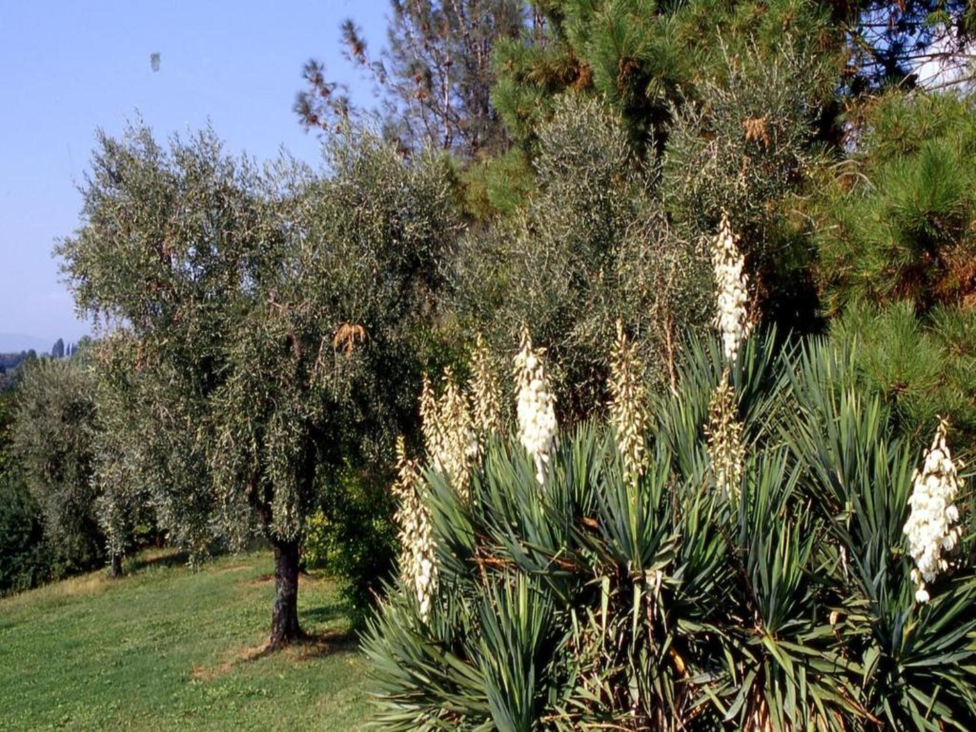 Stijlvol vakantiehuis met privézwembad en tuin nabij Lucca - foto 31
