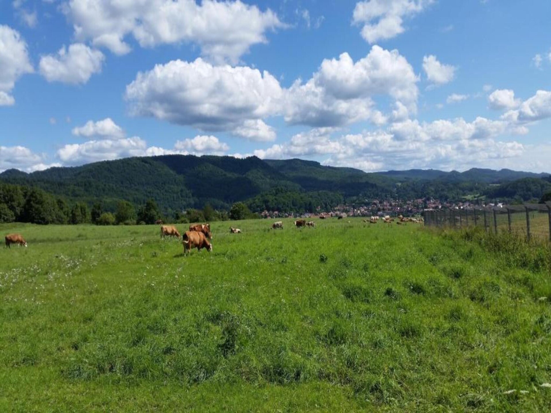 Vrijstaande bosbungalow voor 4 personen aan de golfbaan in Neustadt/Harz - foto 24