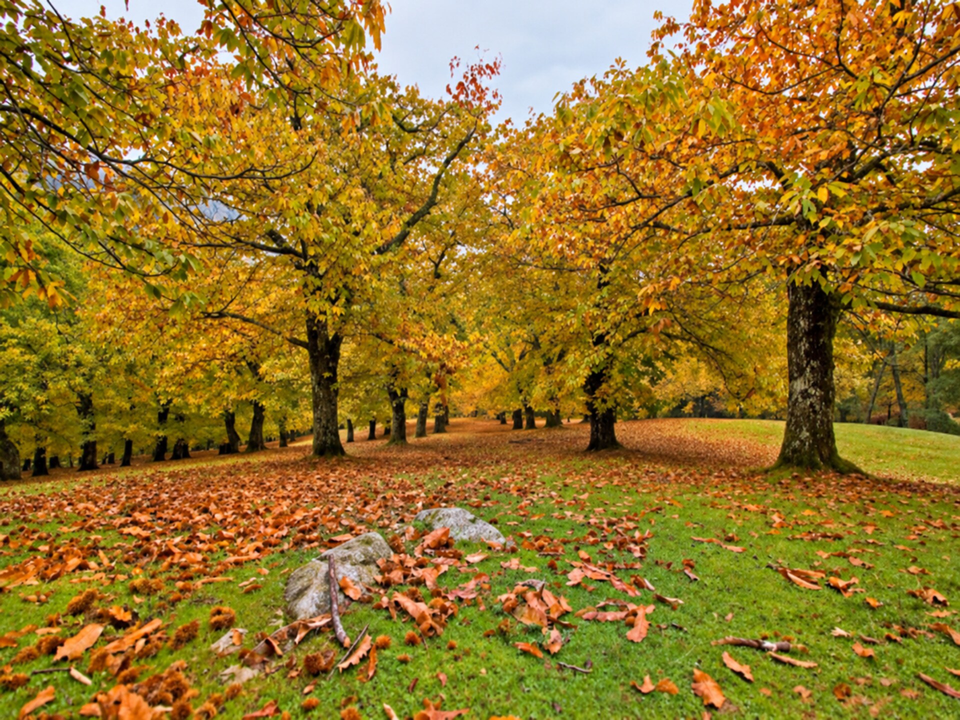 Il Frassino - foto 21