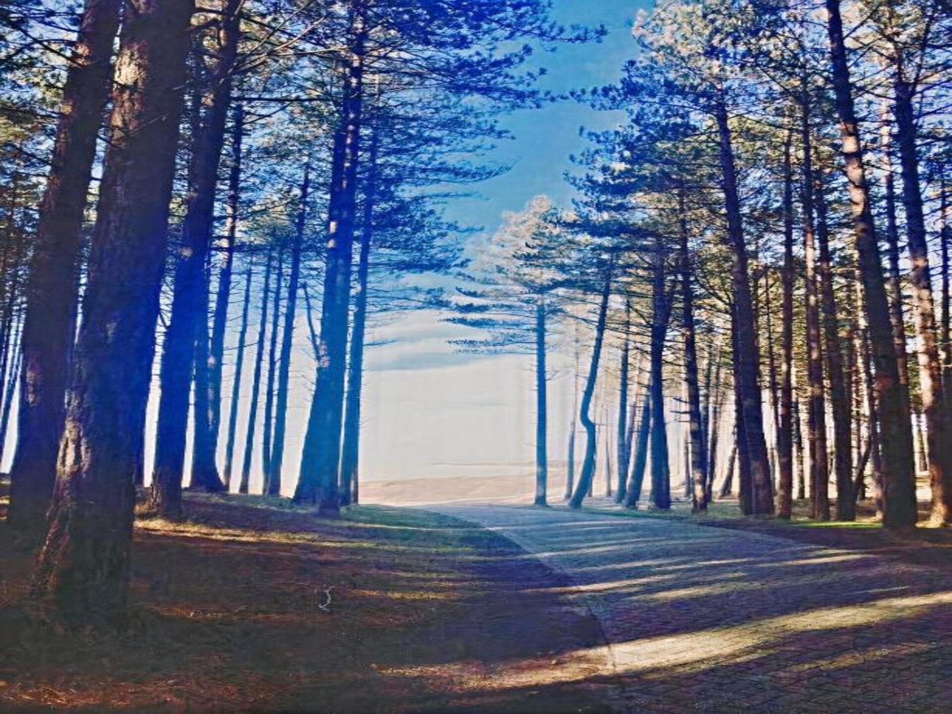 Huize Glory Turkoois: comfortabel vakantiehuis tussen bos en duinen - foto 28