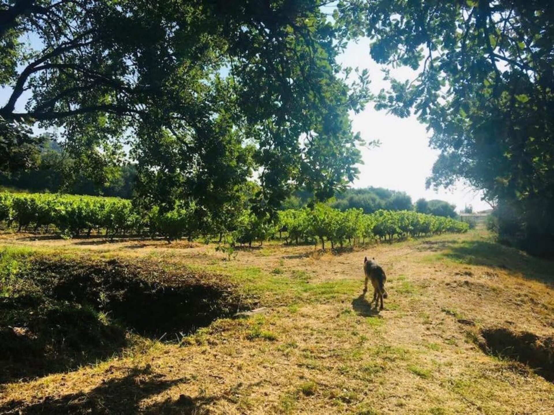 Knus appartement met zwembad in parkachtige oase van Grimaud - foto 21