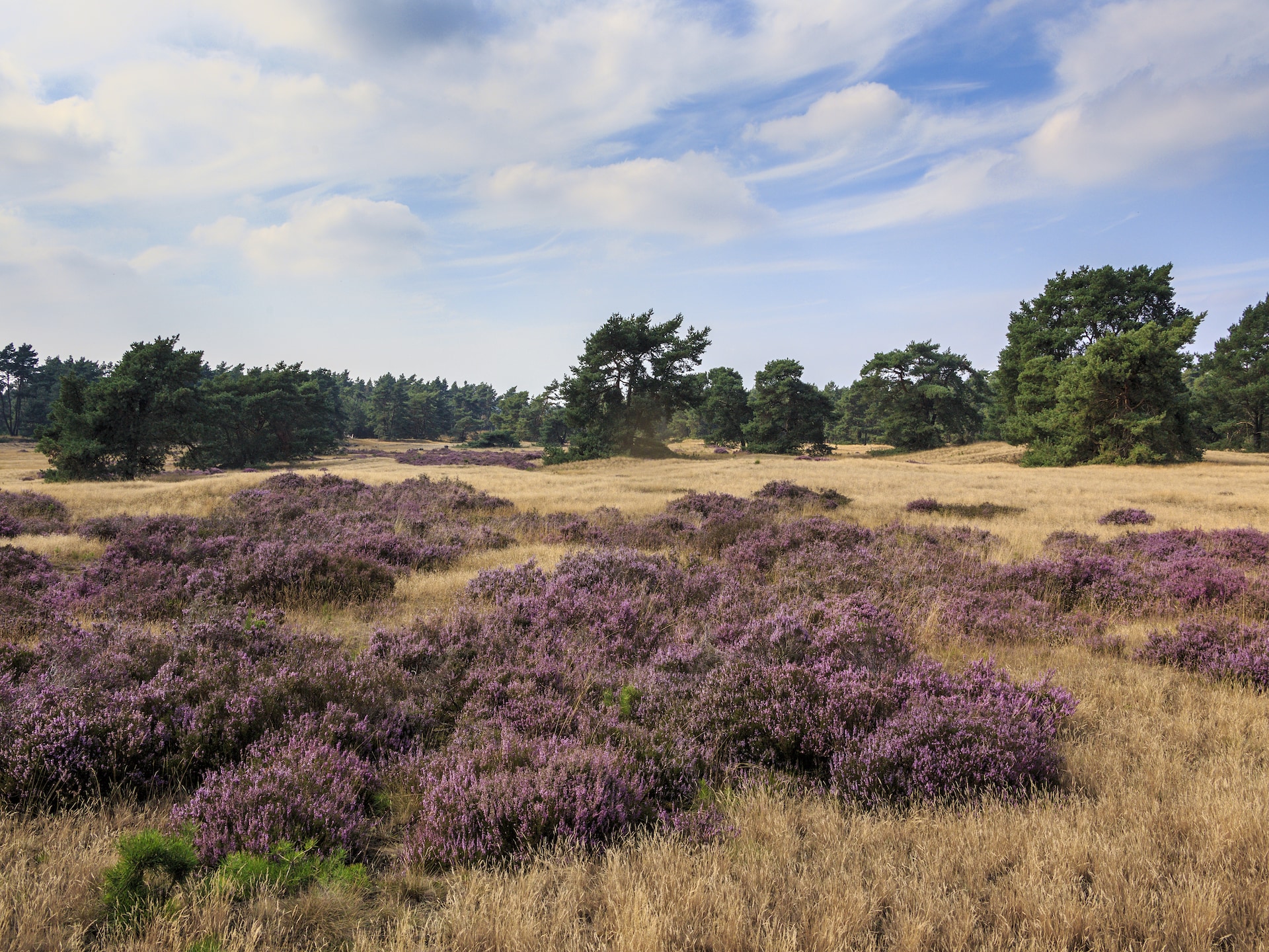 Knusse stenen bungalow op Recreatiepark de Boshoek in Voorthuizen - foto 40