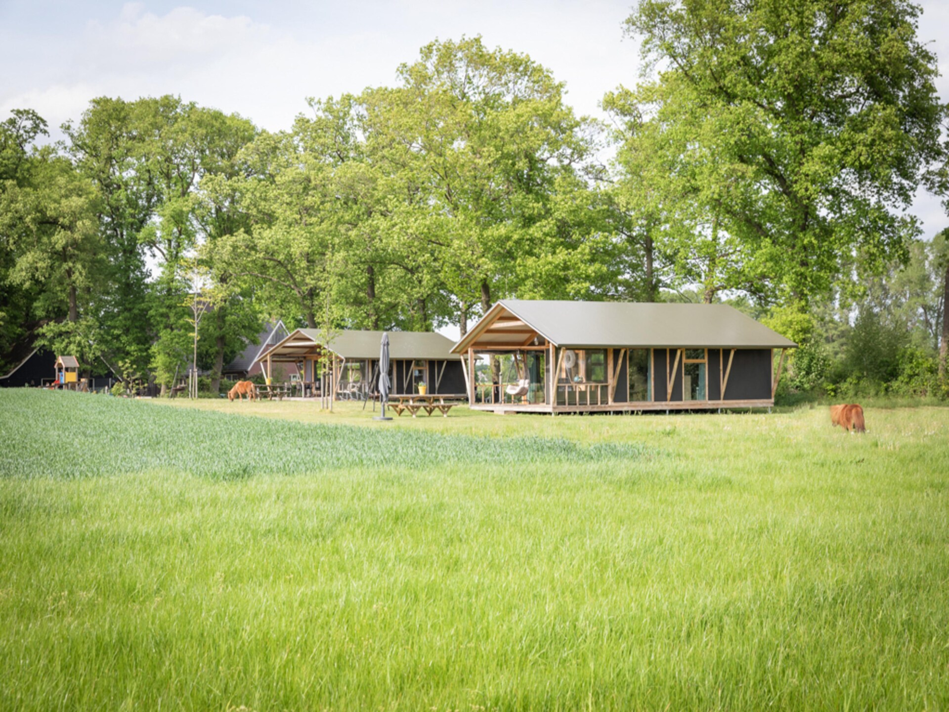 Luxe glamping tent op rustiek vakantiepark in het Overijsselse Buurse - foto 9