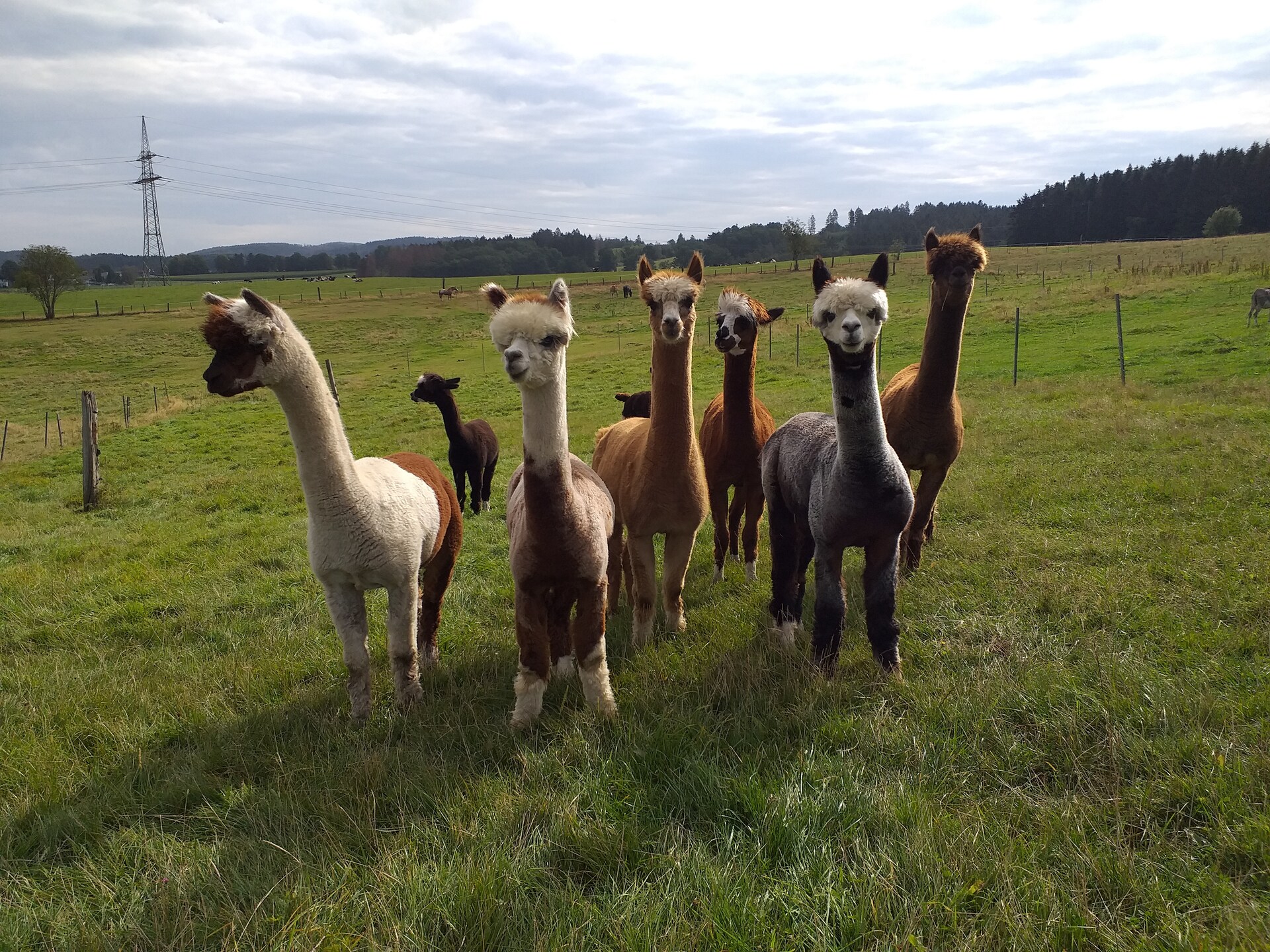 Appartement op Alpaca-boerderij met tuin en bos op 300 meter - foto 39
