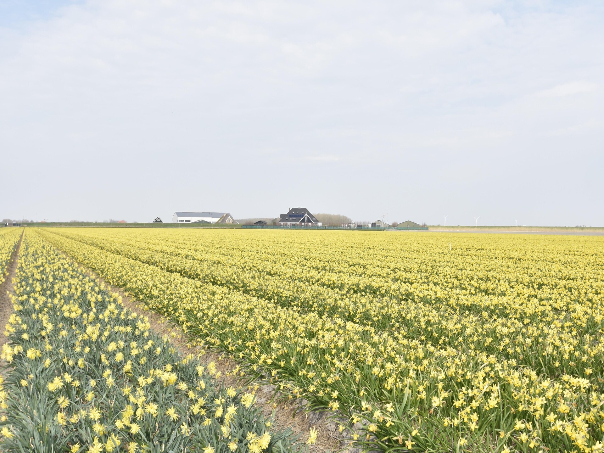 Hazenborgh Studio Vloed: knus vakantiehuis aan de Noord-Hollandse kust - foto 38
