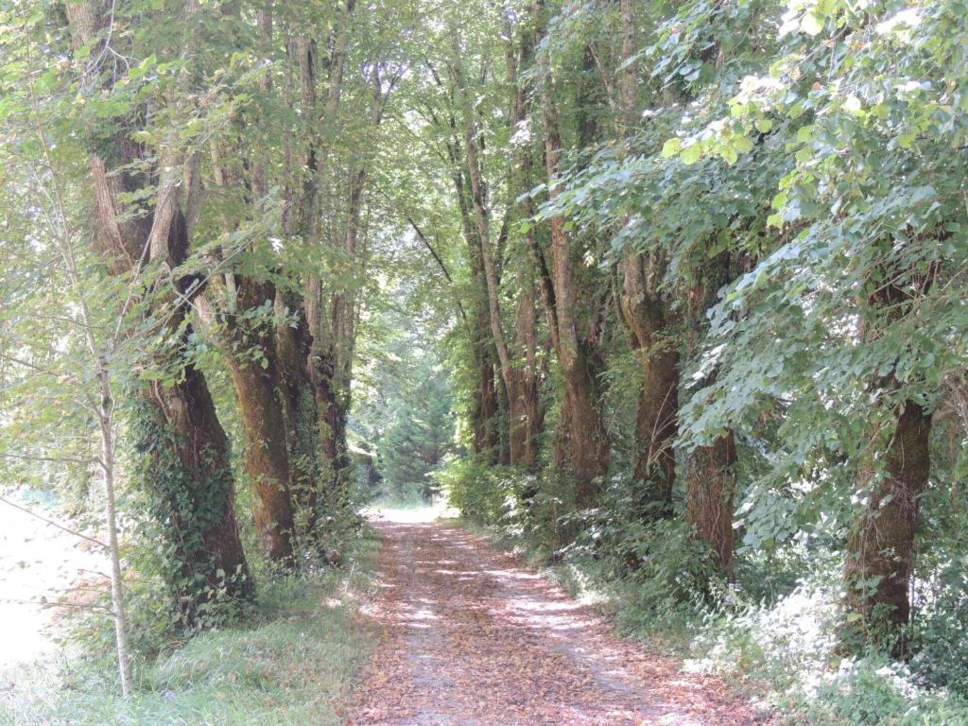 16e-eeuws vakantiehuis met zwembad en tuin bij de Dordogne - foto 33