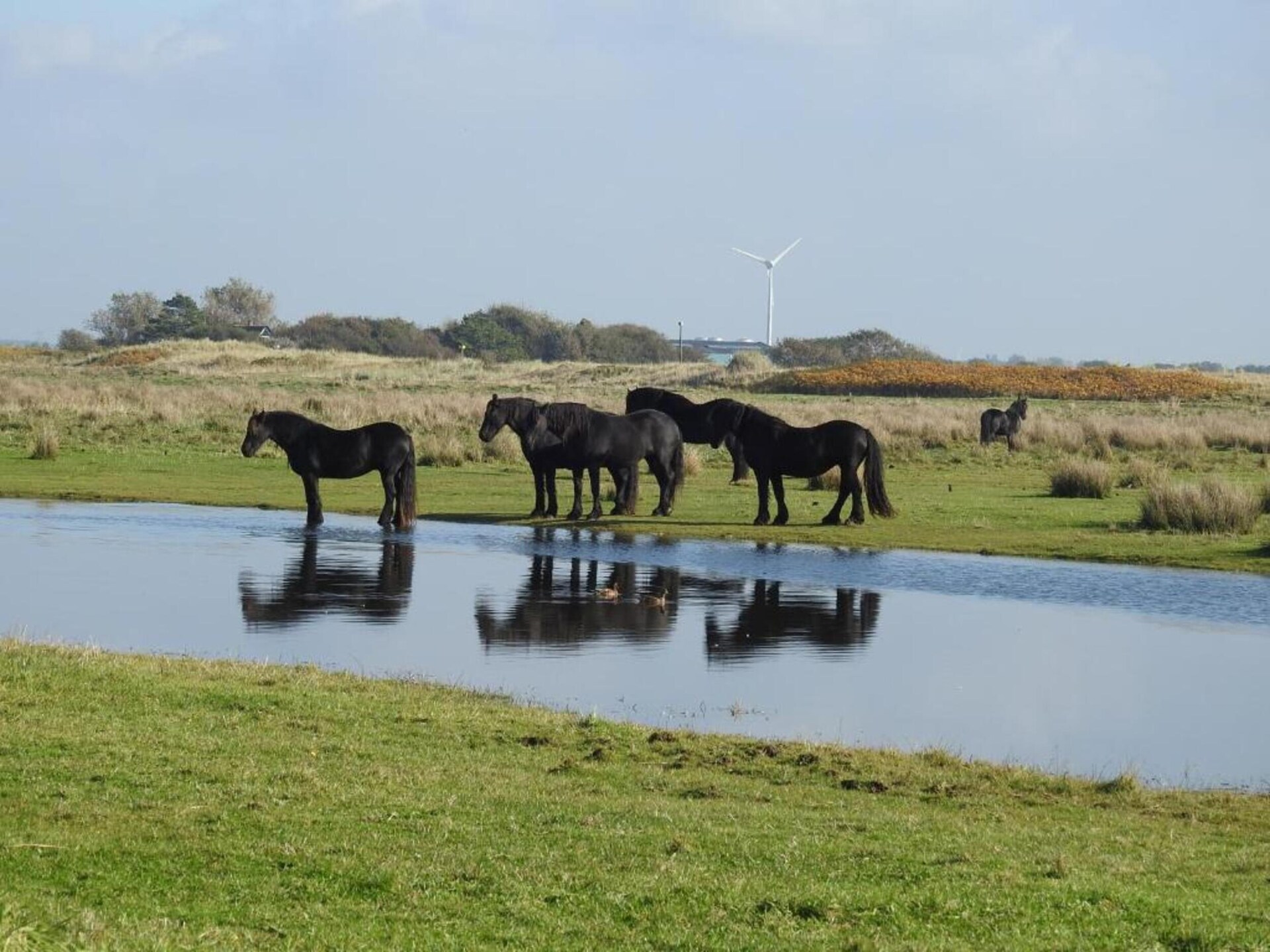 Appartement Zilte Bries: golf & zee in Callantsoog, 4 pers. - foto 27