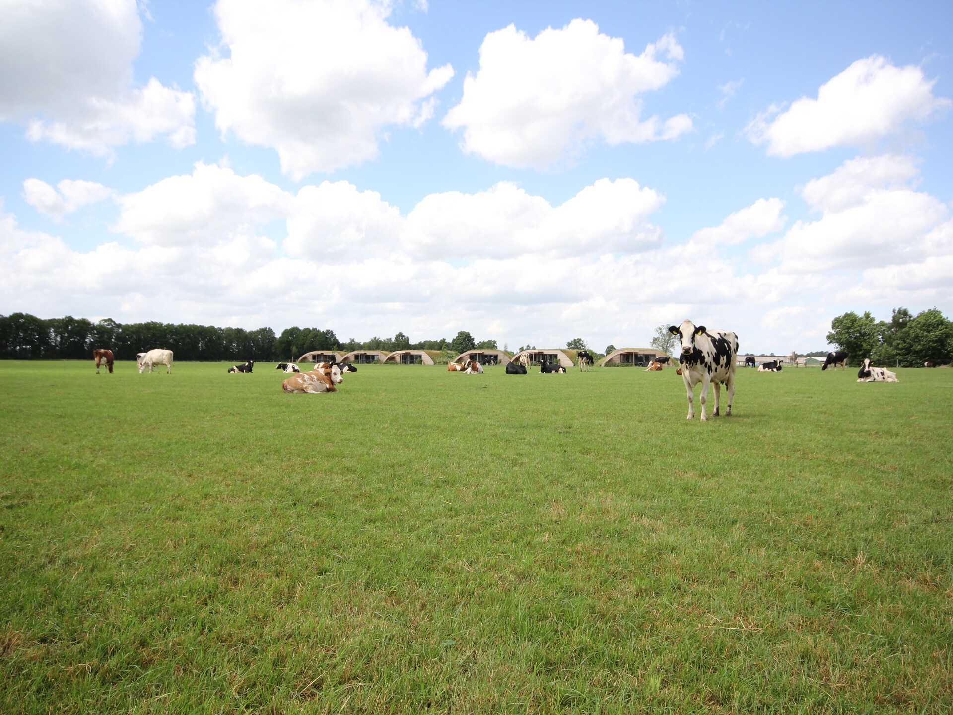 Koe in de Kost 2: unieke groene bungalow op het Sallandse platteland - foto 10