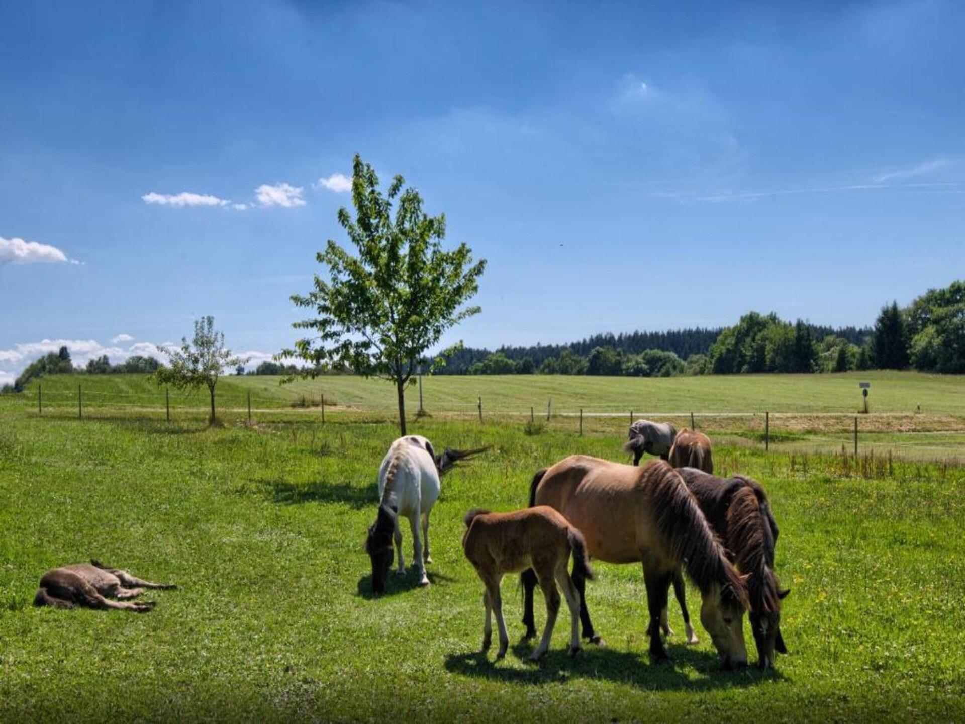 Knus appartement voor 2 in het Zwarte Woud, direct aan bos en bergen - foto 32