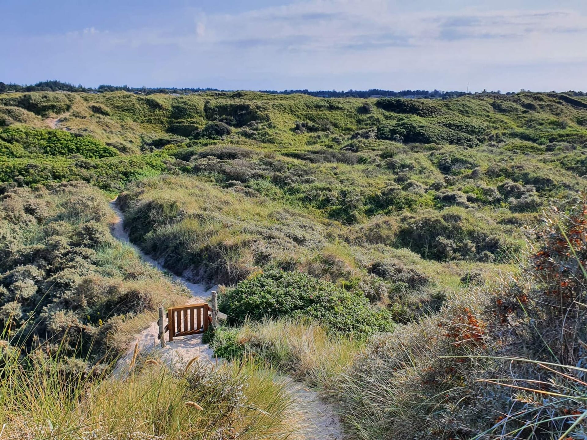 Aan zee: Rustgevend vakantiehuis in Bindslev met sauna en whirlpool - foto 4