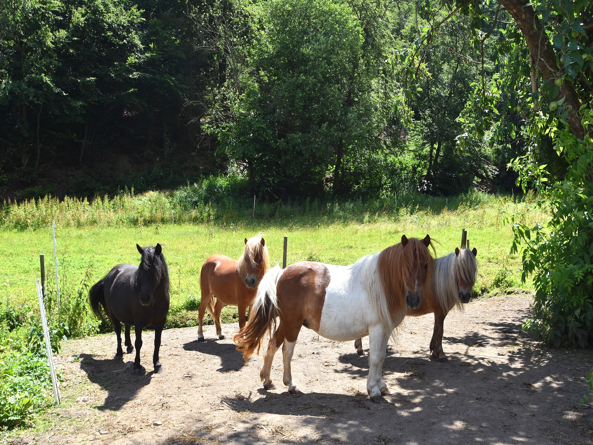 Op 1,5 km van de piste: Ruime boerderij in Bad Wildungen voor 50 personen - foto 35