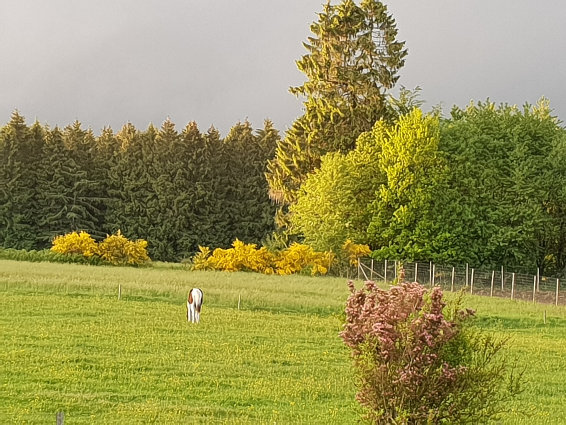 4-persoons vakantiehuis met haard en omheinde tuin in Vaux-sur-Sûre - foto 22
