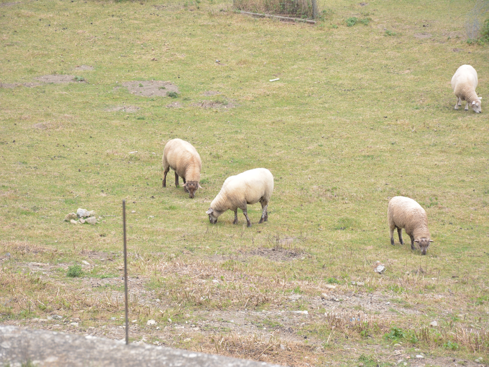8-persoons vakantiehuis met barrelbar in Couvin Ardennes - foto 22