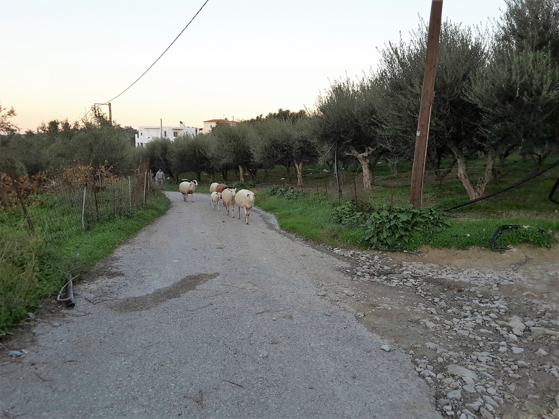 Villa Estia: authentieke villa met zwembad en zeezicht op Kreta - foto 25