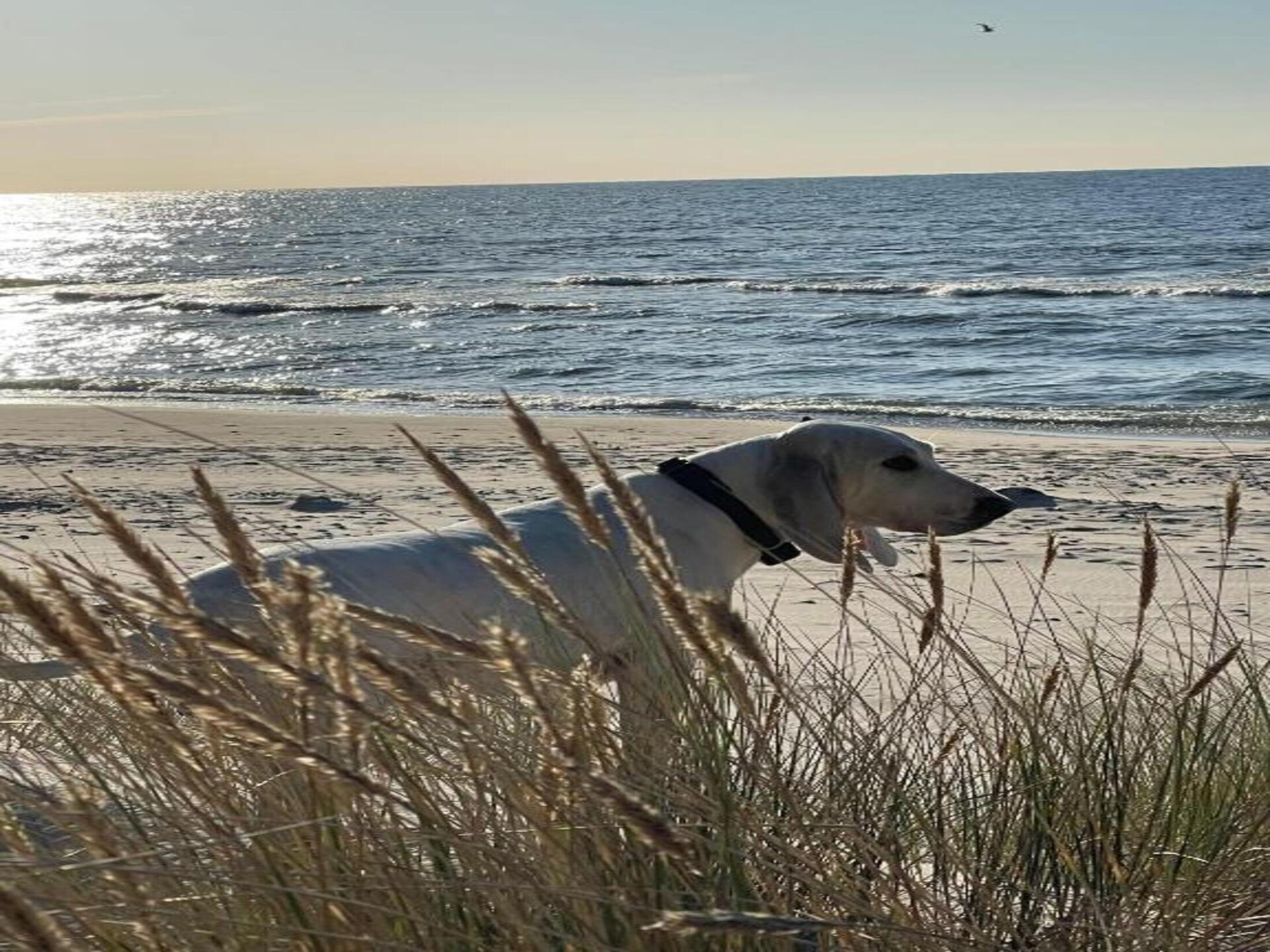 Zweeds huisje vlakbij zee in Dębina voor 5 personen - foto 21