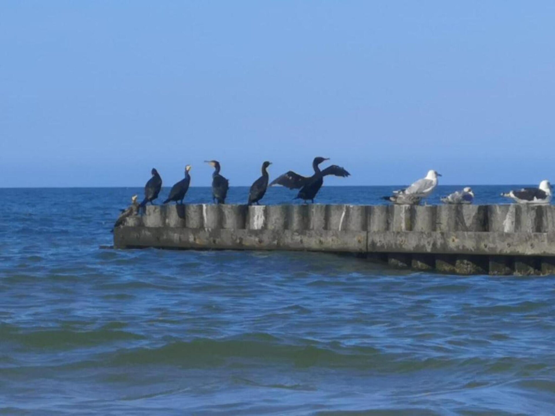 Zweeds huisje vlakbij zee in Dębina voor 5 personen - foto 19