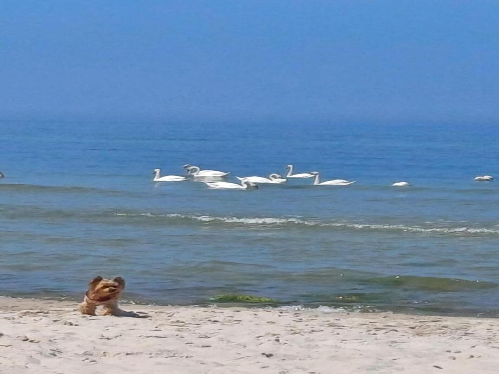 Zweeds huisje vlakbij zee in Dębina voor 5 personen - foto 38