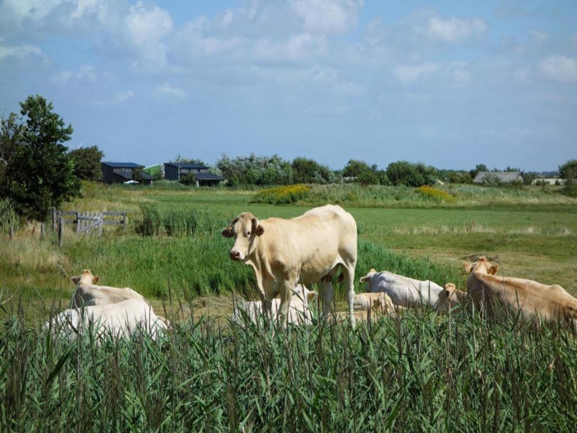 Vrijstaande bungalow aan zee in Callantsoog met huisdierenvriendelijk strand - foto 31