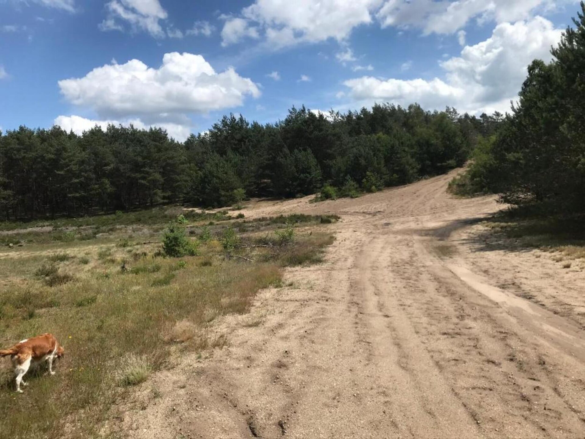 Knus vakantiehuisje Veluwse Mus aan de bossen van Garderen - foto 31