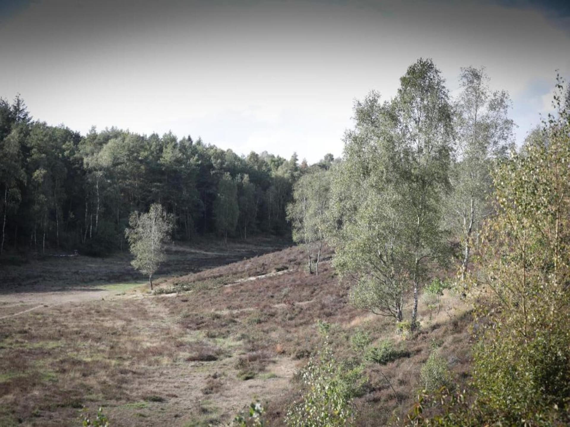 Knus vakantiehuisje Veluwse Mus aan de bossen van Garderen - foto 38